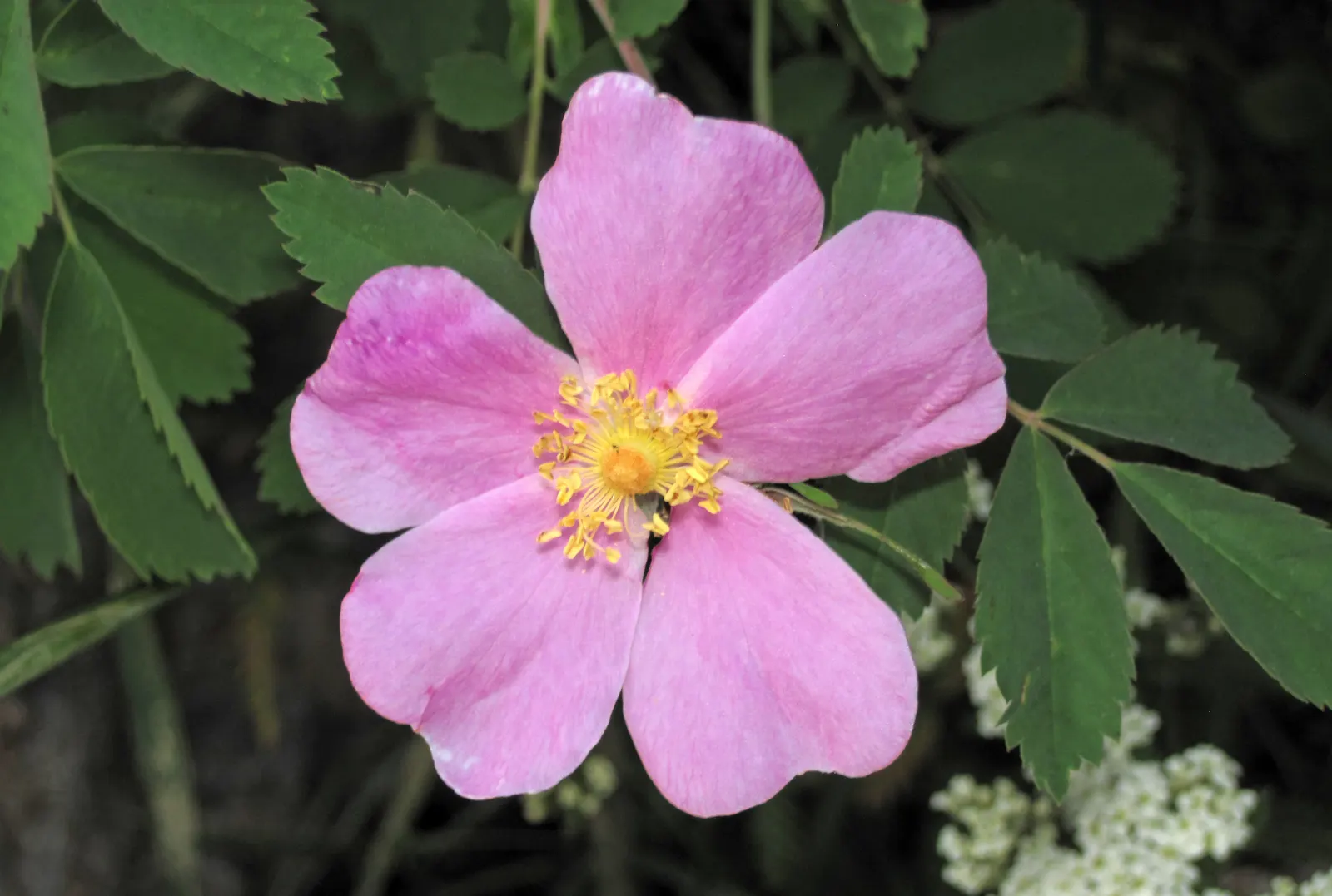 Woods Rose (Rosa Woodsii) — offering a balanced blend of ornamental beauty and natural hardiness; so placement should consider foot traffic to prevent unwanted
