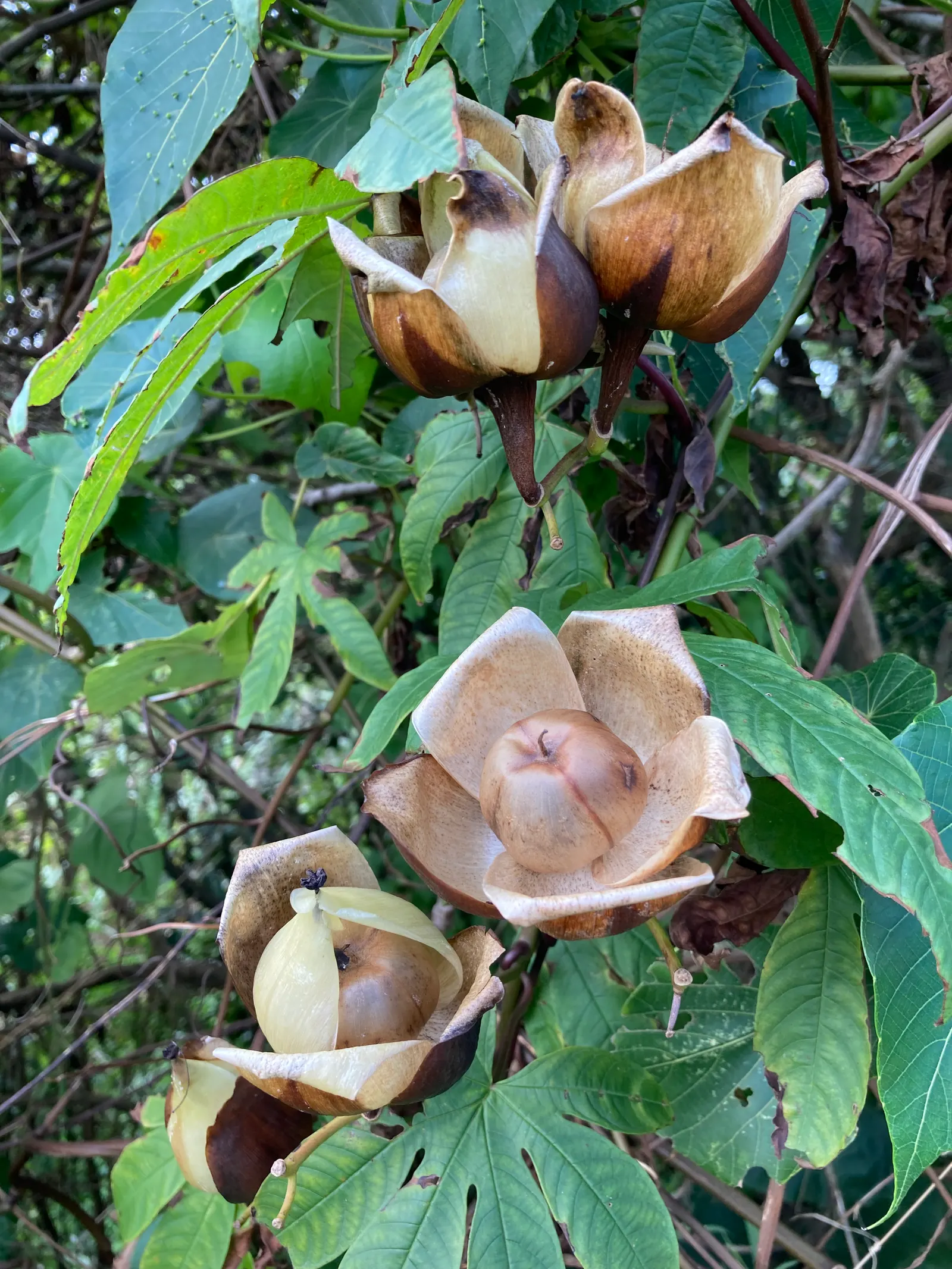 Woods Rose (Rosa Woodsii) — Blooming profusely from late spring to early summer