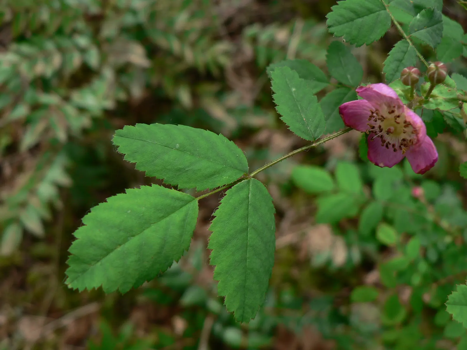 Woods Rose (Rosa Woodsii) — so placement should consider foot traffic to prevent unwanted encounters; notable for its fragrant flowers