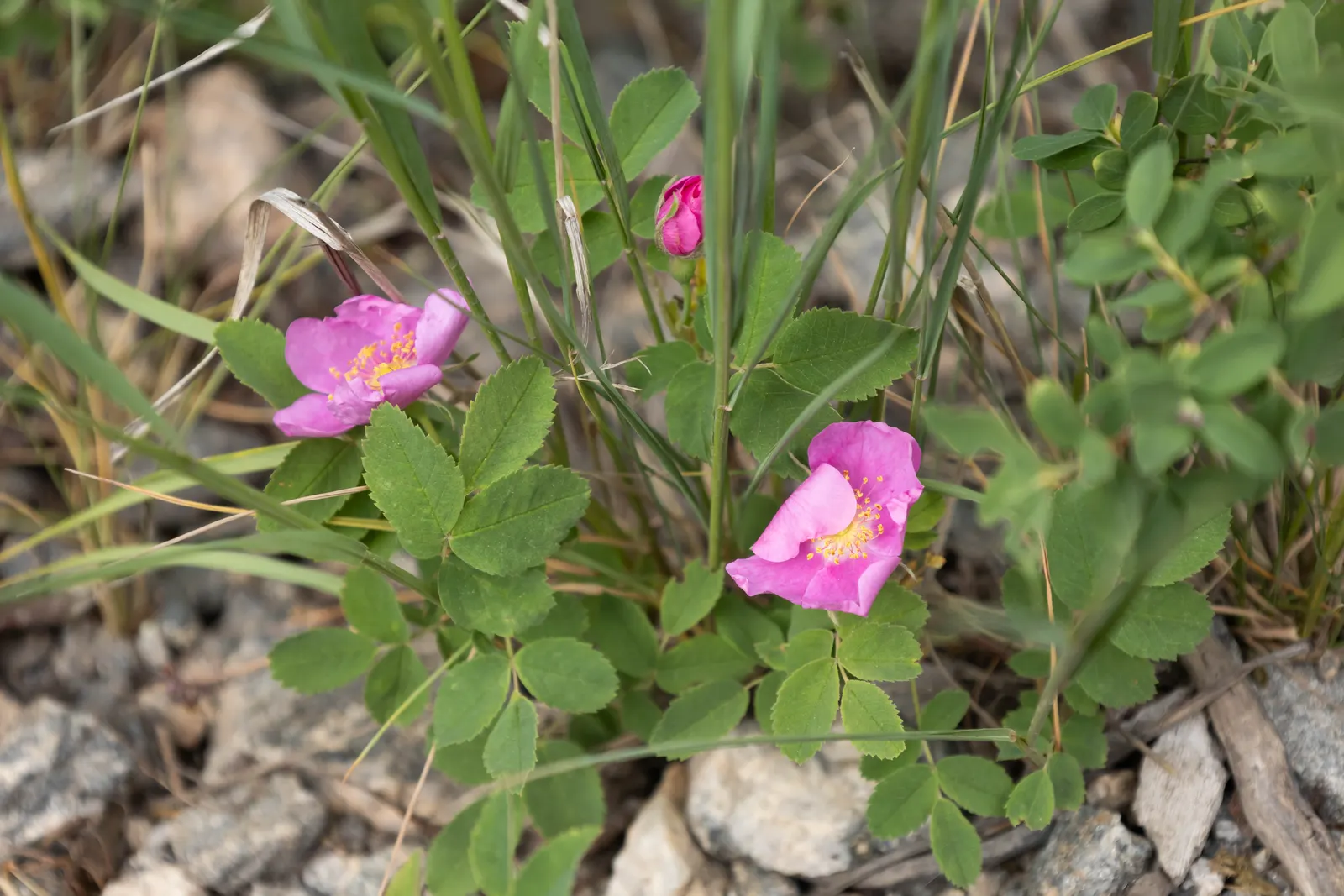 Woods Rose (Rosa Woodsii) — Note that like many roses; roughly 0.25 to 0.5 inches in diameter