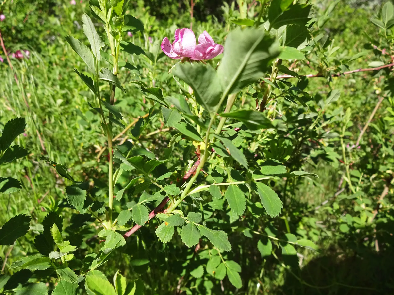 Woods Rose (Rosa Woodsii) — It exhibits exceptional drought tolerance once established, making it a suitable choice for xeriscaping; notable for its fragrant
