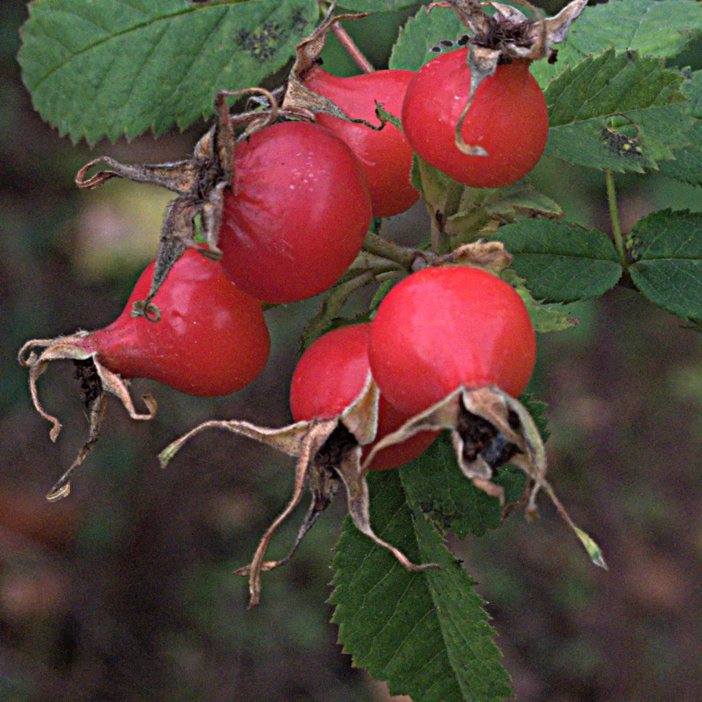 Woods Rose (Rosa Woodsii) — pink to deep rose flowers; so placement should consider foot traffic to prevent unwanted encounters