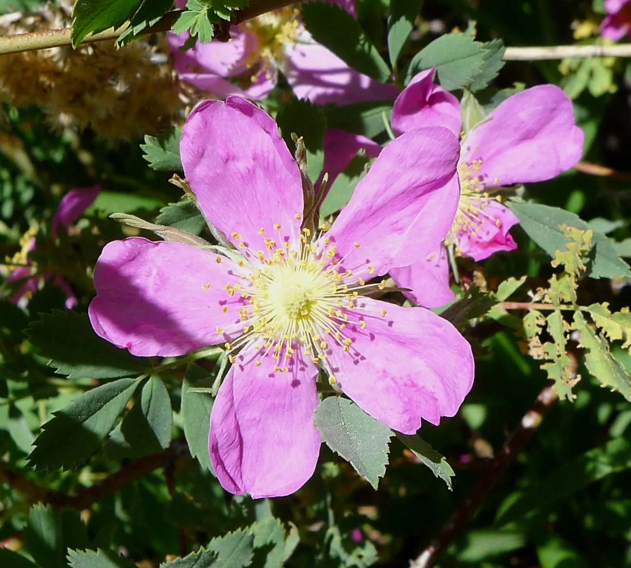 Woods Rose (Rosa Woodsii) — this deciduous shrub stands at an average height of 3 to 6 feet with a comparable spread