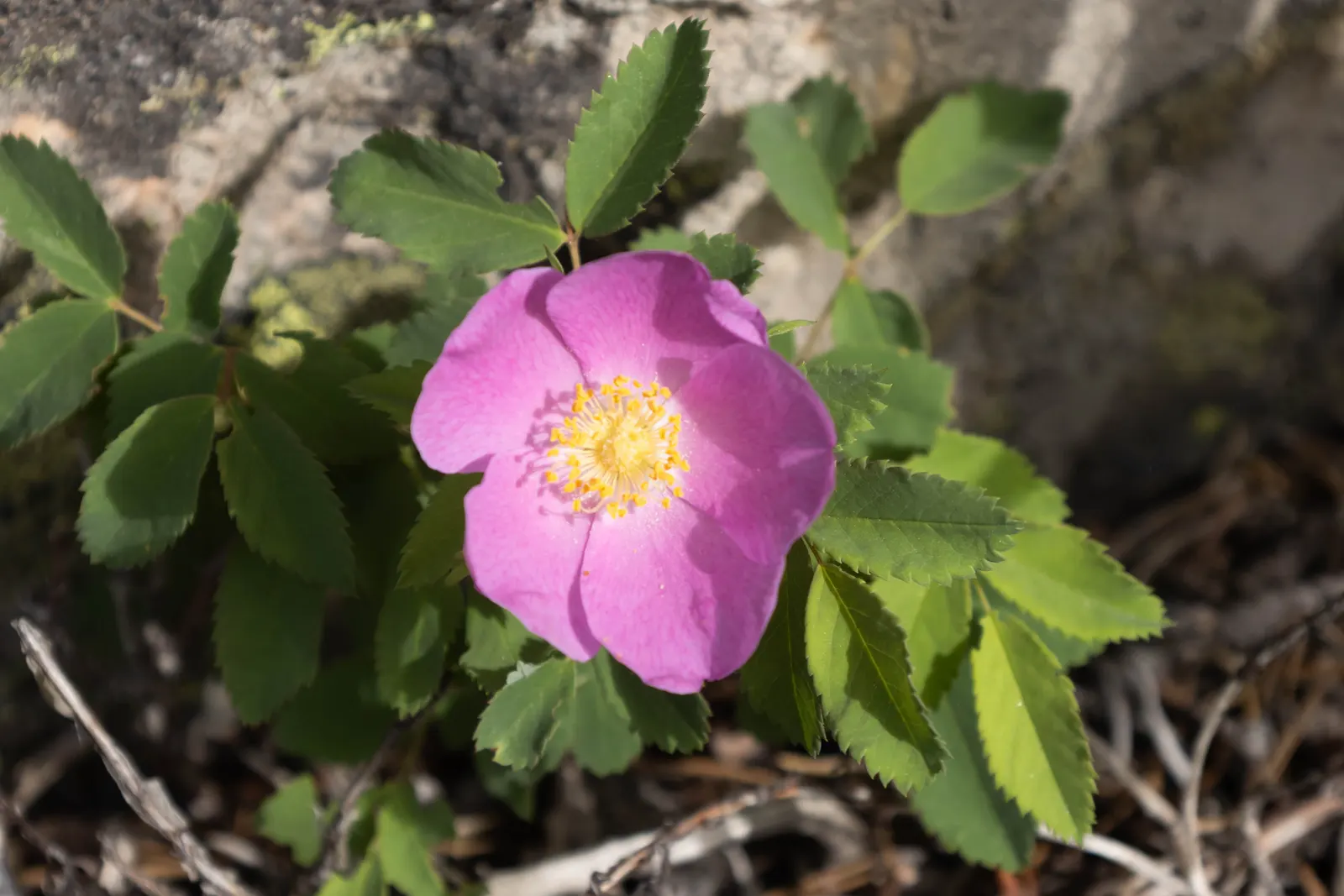 Woods Rose (Rosa Woodsii) — Its adaptability allows for use in a variety of landscape designs; which typically feature 5 to 9 leaflets with serrated margins
