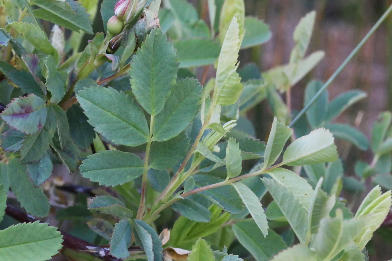 Woods Rose (Rosa Woodsii) — each measuring 1 to 3 inches across; notable for its fragrant flowers