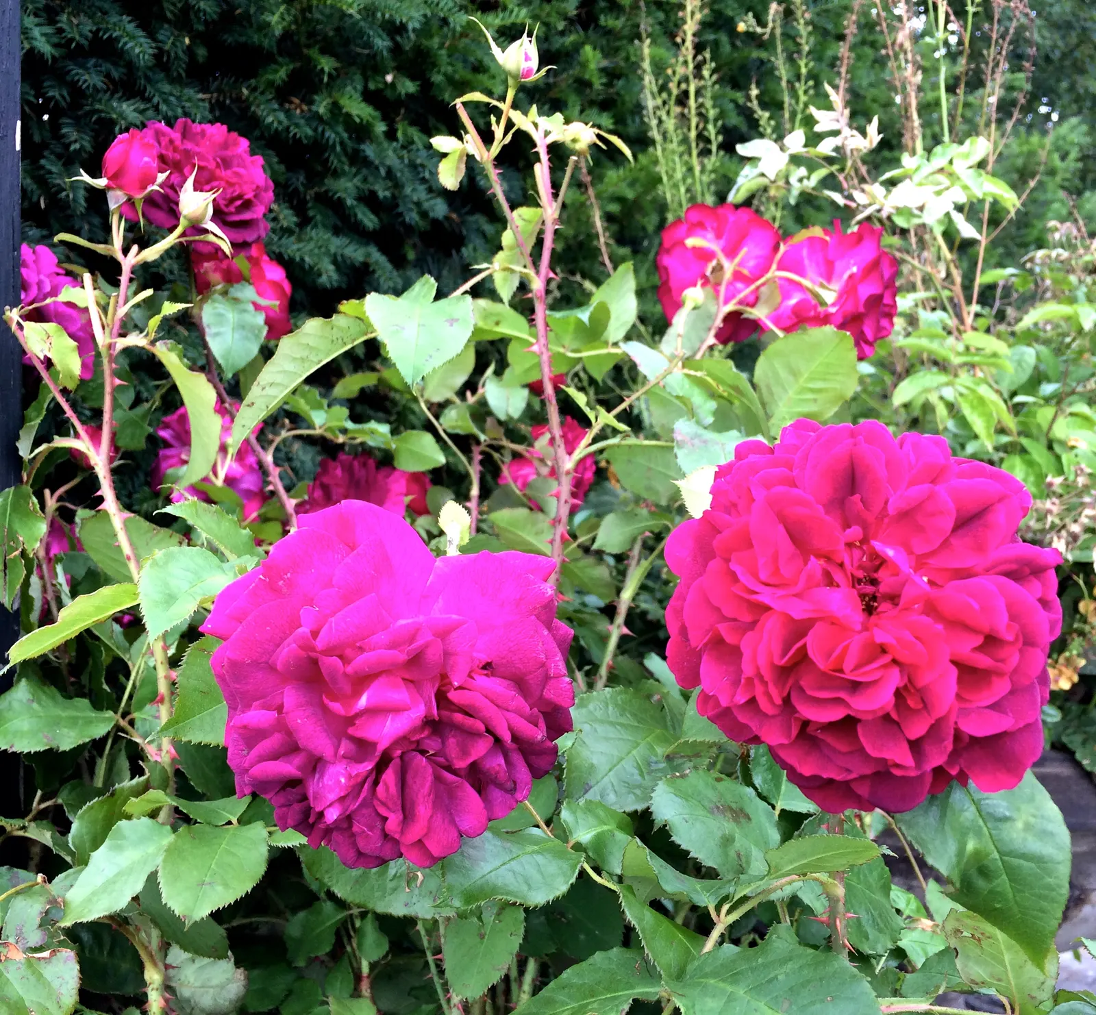 Woods Rose (Rosa Woodsii) — offering a balanced blend of ornamental beauty and natural hardiness