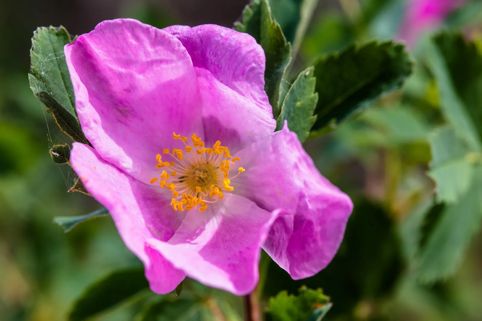 Woods Rose (Rosa Woodsii) — white flowers in the garden