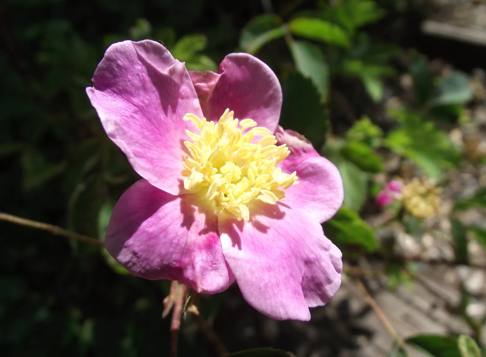 Woods Rose (Rosa Woodsii) — Note that like many roses