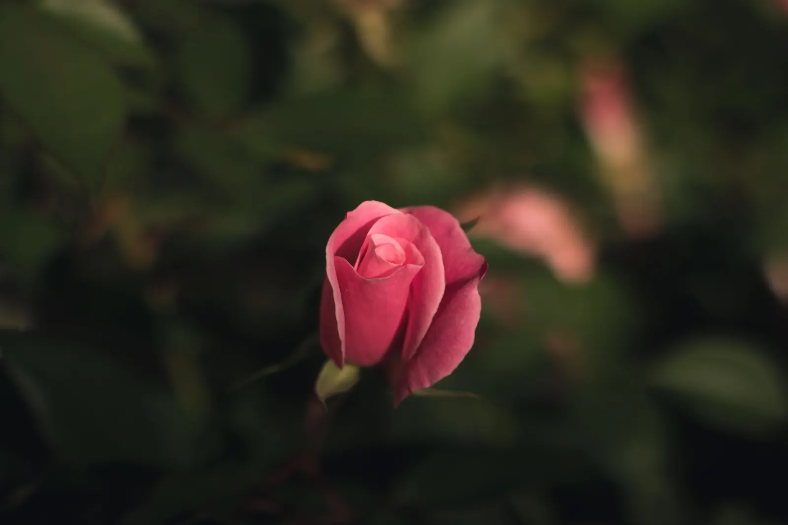 Woods Rose (Rosa Woodsii) — It prefers full sun to partial shade and well-drained soils
