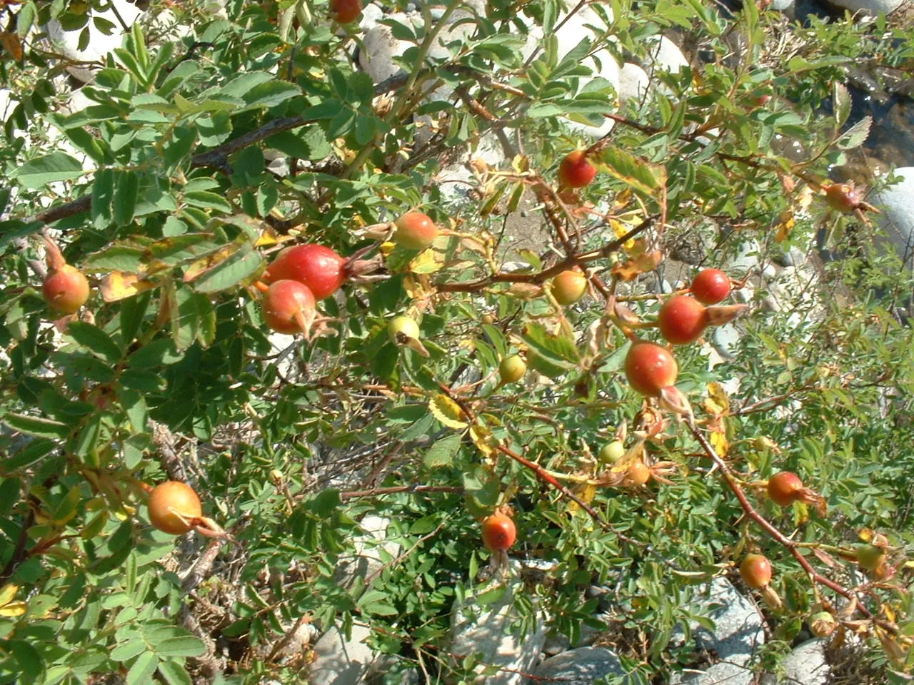 Woods Rose (Rosa Woodsii) — it provides excellent wildlife habitat and seasonal interest; which typically feature 5 to 9 leaflets with serrated margins