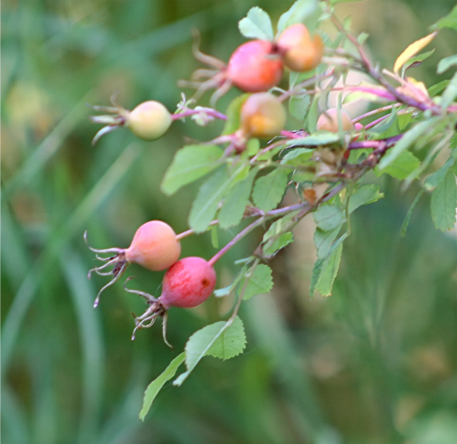 Woods Rose (Rosa Woodsii) — is a North American native shrub with soft pink to deep rose blooms; notable for its fragrant flowers