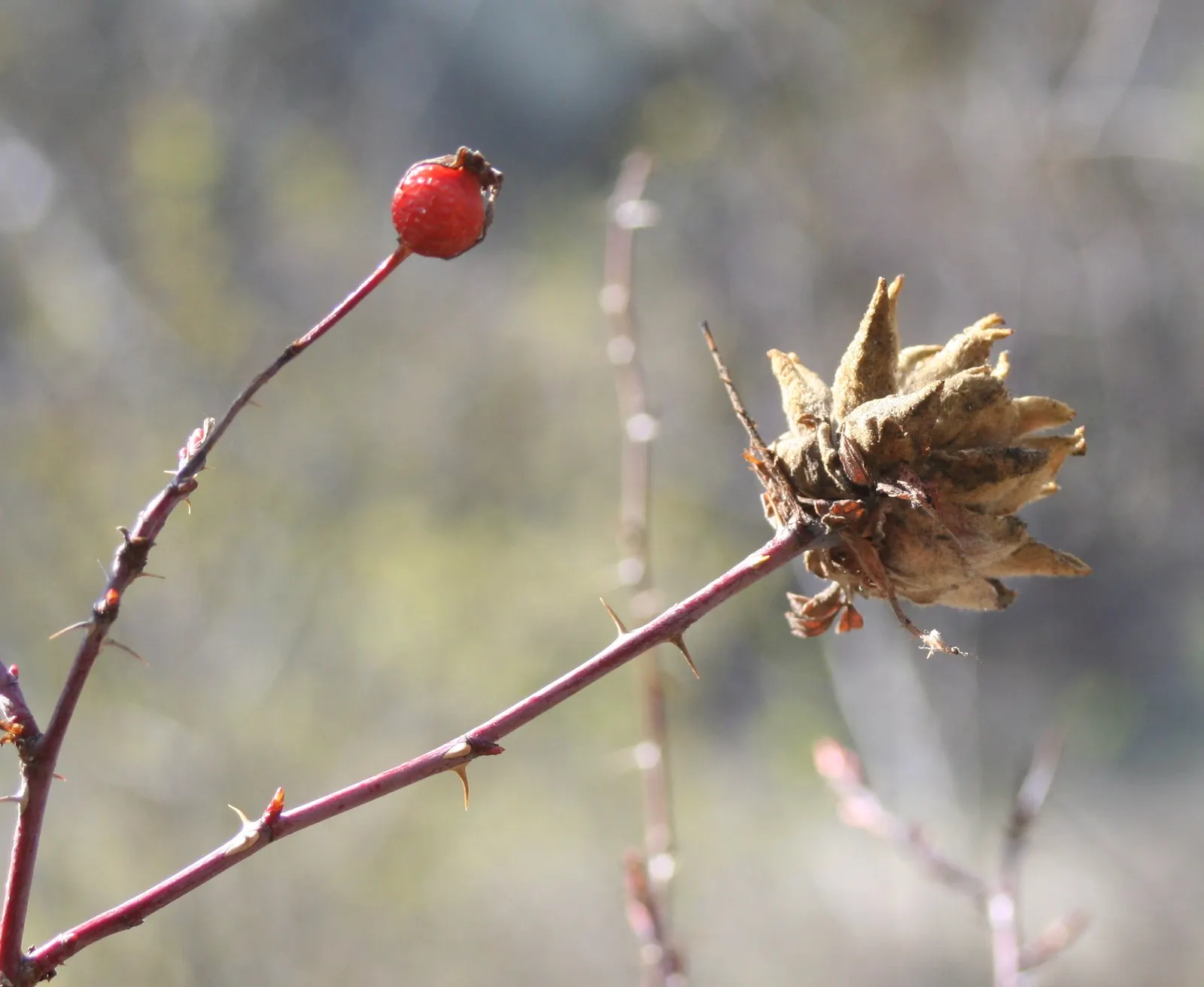Woods Rose (Rosa Woodsii) — and arching stems with sparse thorns; notable for its fragrant flowers