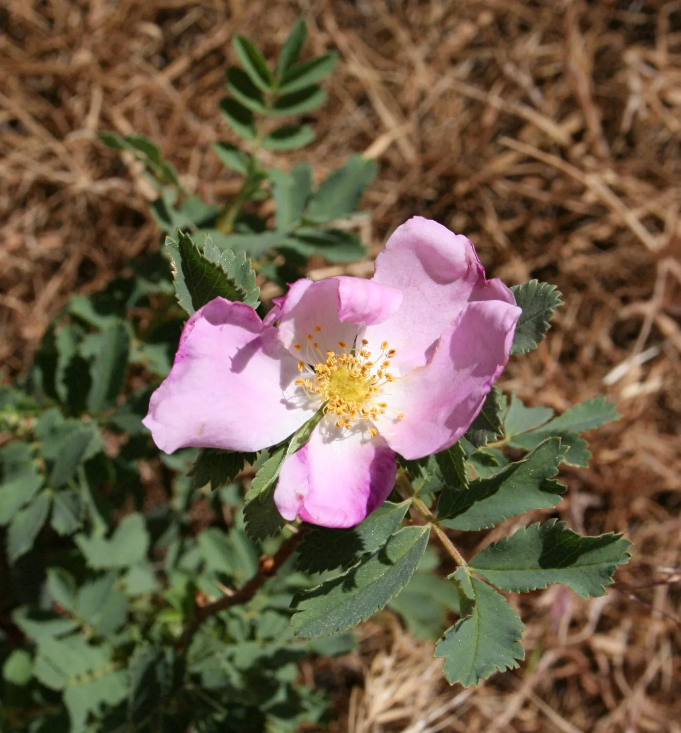 Woods Rose (Rosa Woodsii) — Notable for its fragrant flowers; so placement should consider foot traffic to prevent unwanted encounters