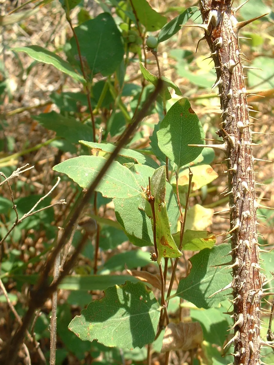 Woods Rose (Rosa Woodsii) — This hardy species thrives in USDA zones 3-7, reaching 2-5 feet tall and wide; which typically feature 5 to 9 leaflets with