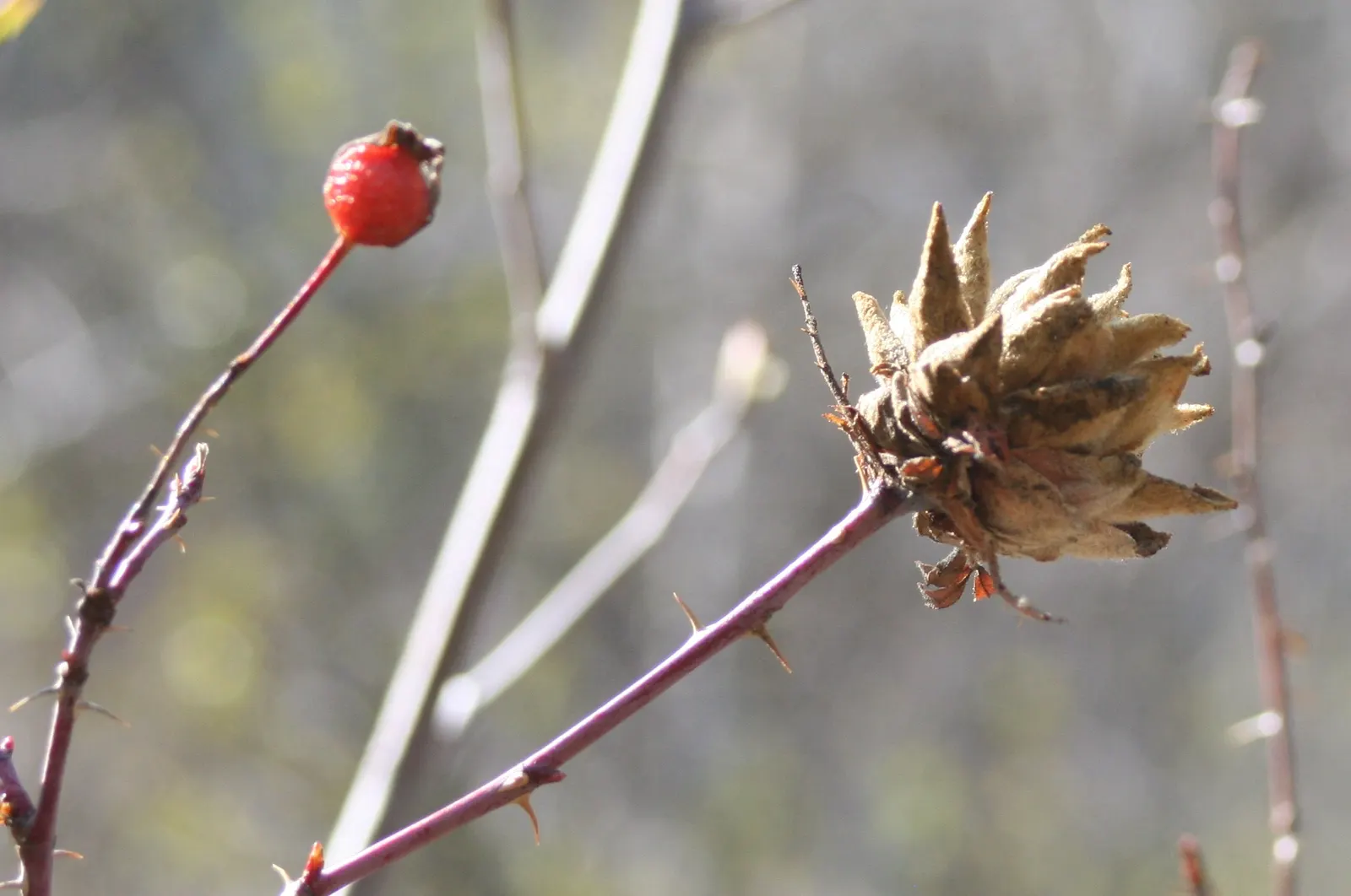Woods Rose (Rosa Woodsii) — is a delightful shrub and an asset to any landscape; roughly 0.25 to 0.5 inches in diameter