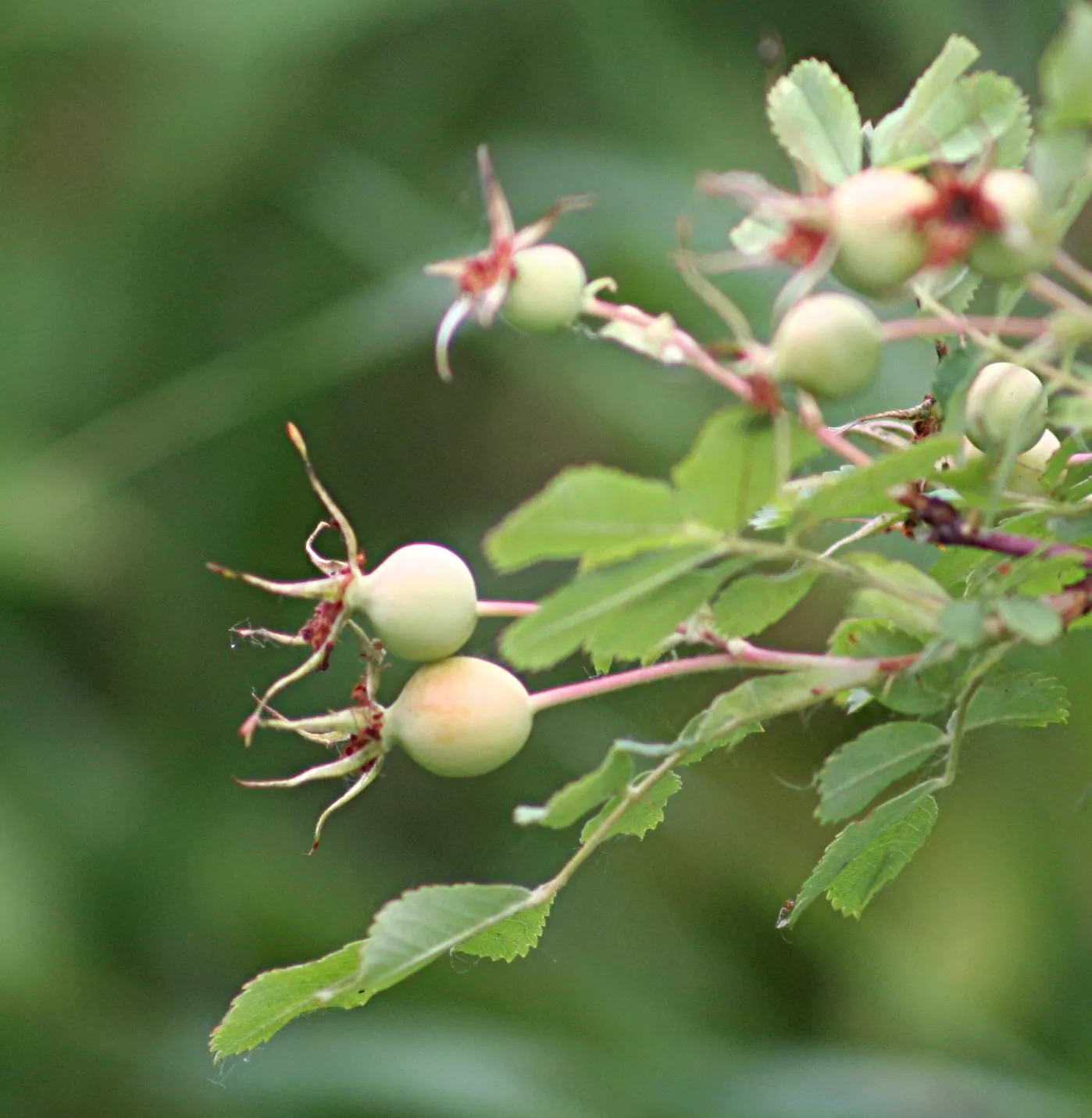 Woods Rose (Rosa Woodsii) — It prefers full sun to partial shade and well-drained soils; roughly 0.25 to 0.5 inches in diameter