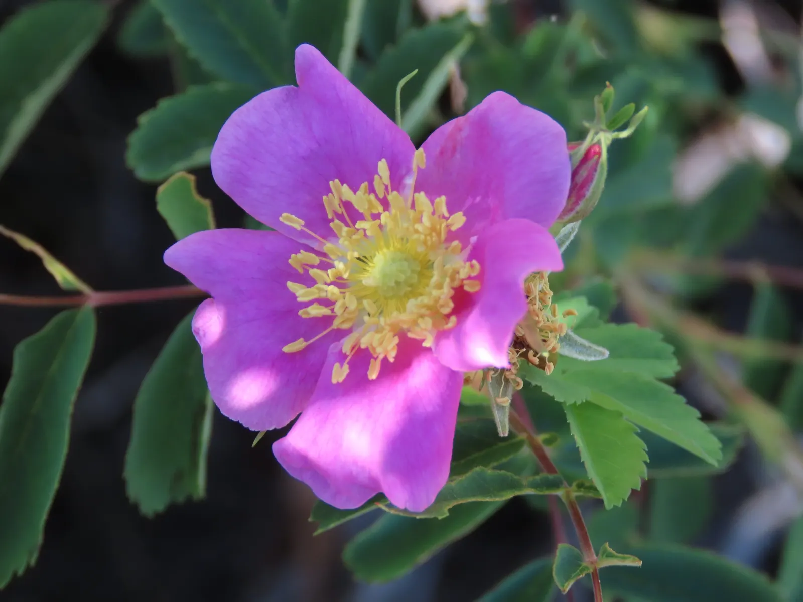 Woods Rose (Rosa Woodsii) — and arching stems with sparse thorns