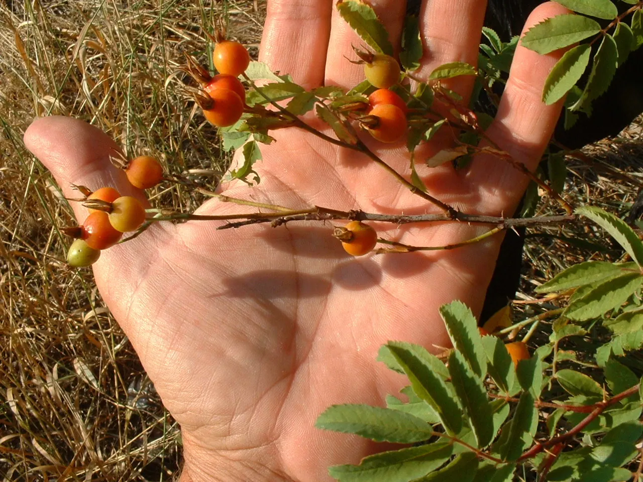 Woods Rose (Rosa Woodsii) — shrub for full or half
