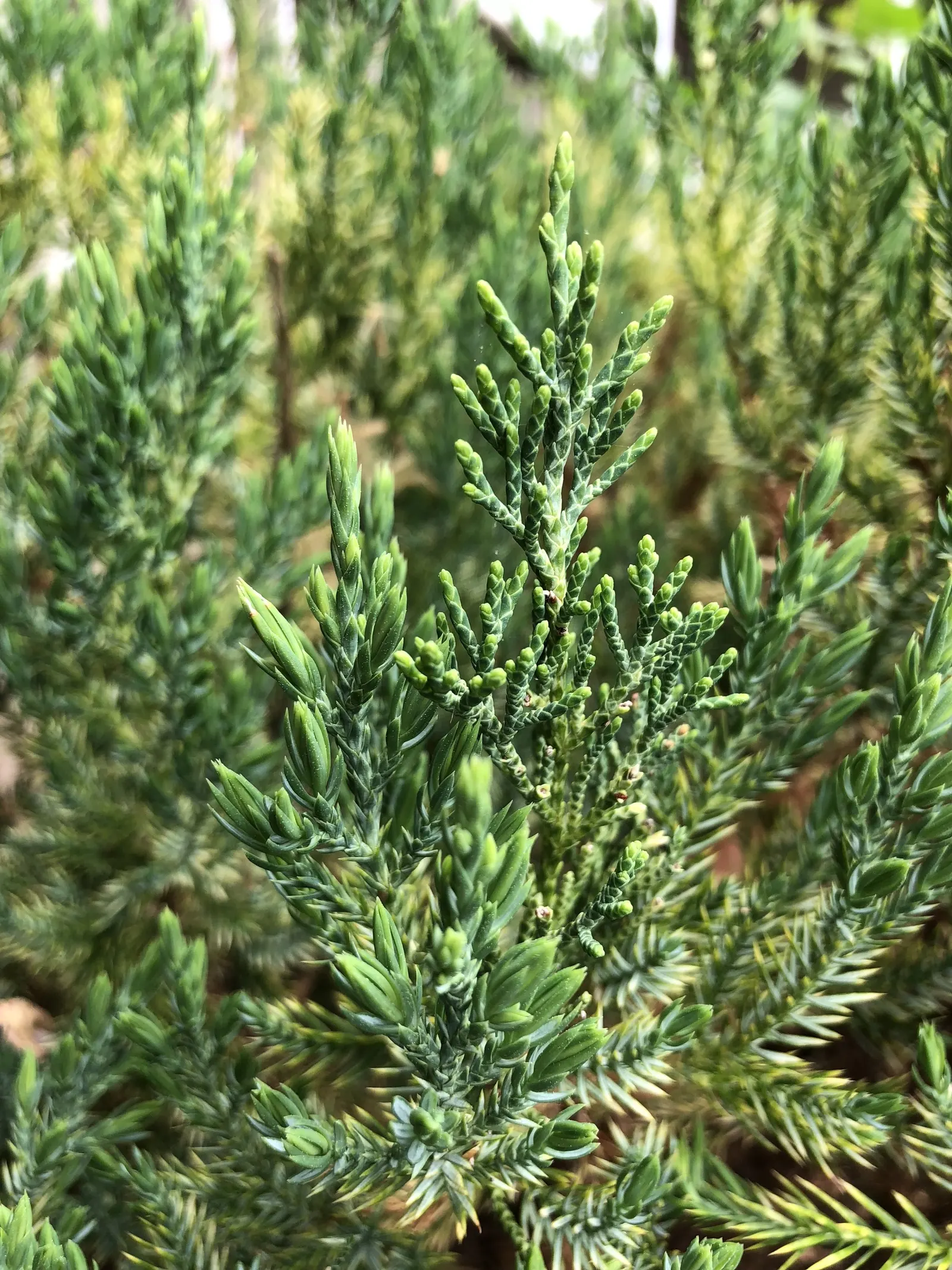 Blue Point Columnar Juniper (Juniperus Chinensis 'Blue Point') — it requires minimal pruning to maintain shape and is drought tolerant