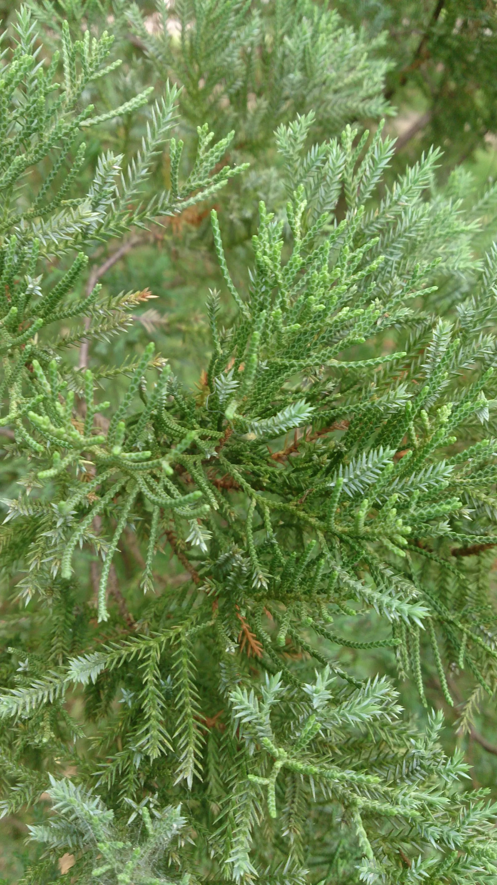 Blue Point Columnar Juniper (Juniperus Chinensis 'Blue Point') — botanically designated as Juniperus chinensis 'Blue Point'