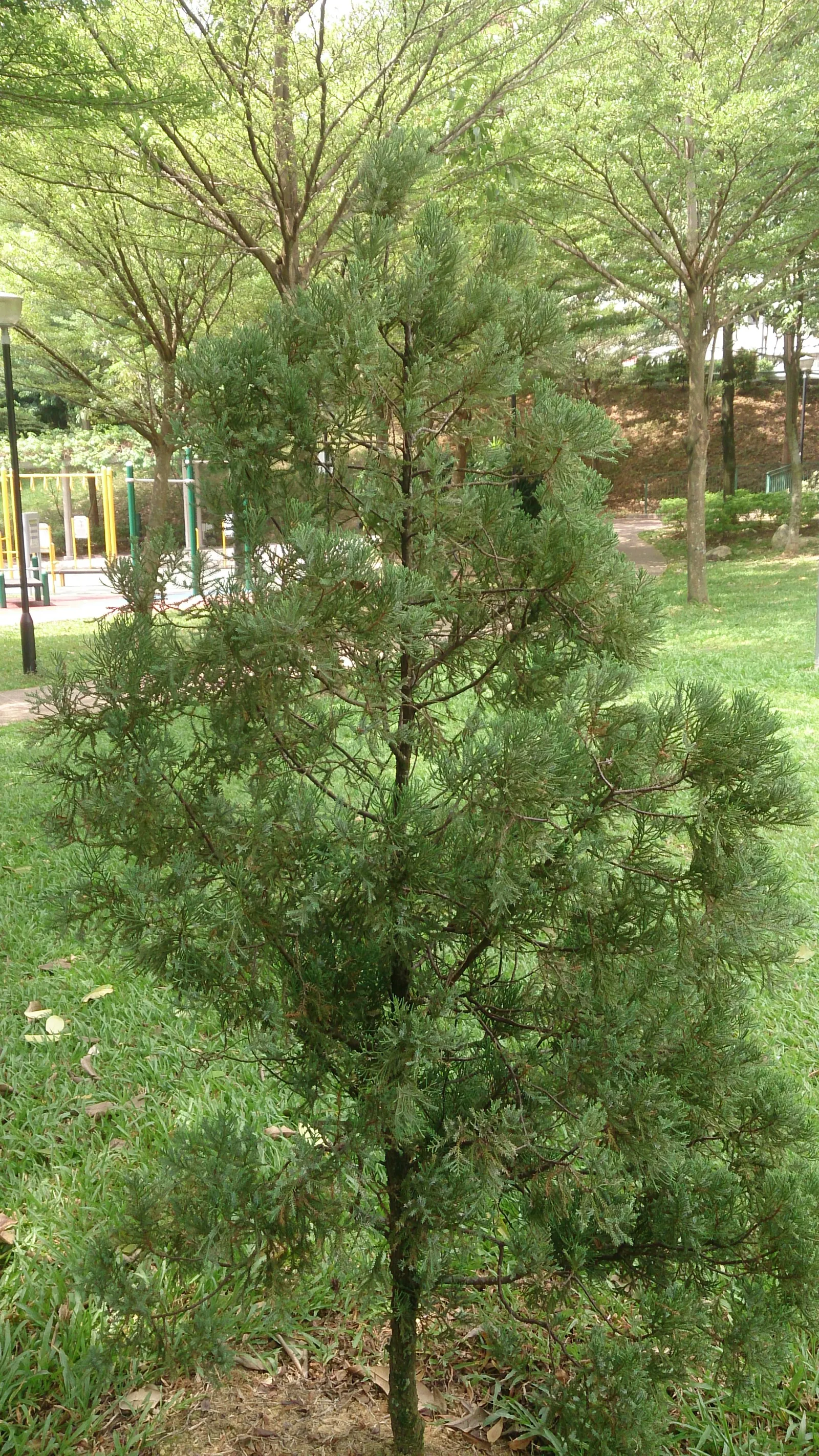 Blue Point Columnar Juniper (Juniperus Chinensis 'Blue Point') — making it a low-maintenance choice for accent or screening purposes