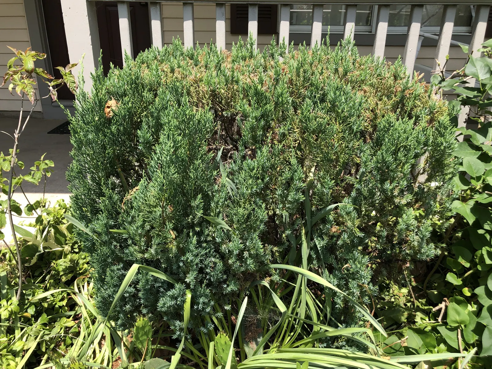 Blue Point Columnar Juniper (Juniperus Chinensis 'Blue Point') — The Blue Point Juniper (Juniperus chinensis 'Blue Point') is a dense