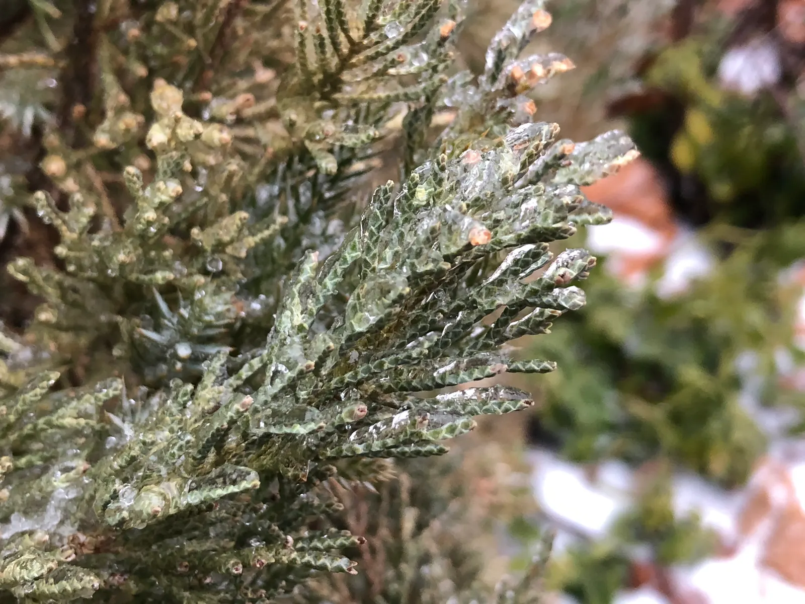 Blue Point Columnar Juniper (Juniperus Chinensis 'Blue Point') — Its blue-green foliage remains vibrant year-round, providing excellent color contrast in