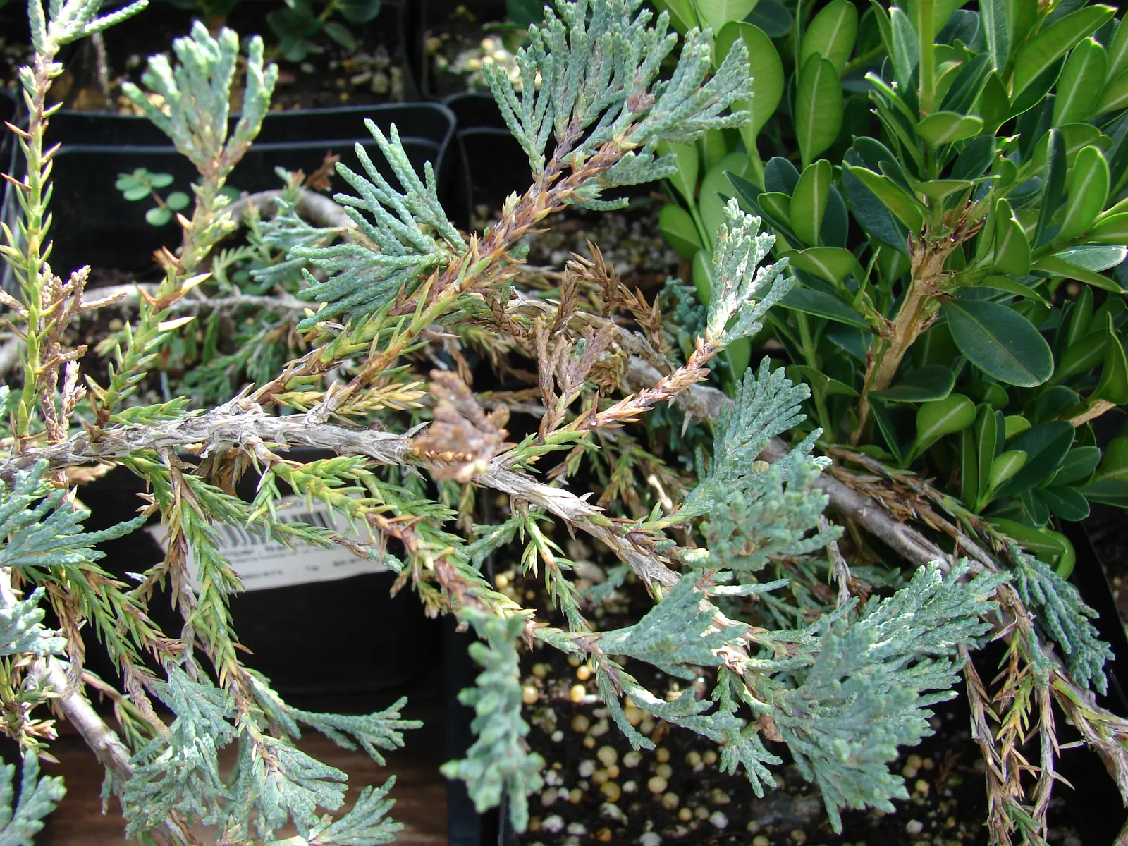 Blue Point Columnar Juniper (Juniperus Chinensis 'Blue Point') — coniferous evergreen showcasing a distinctly pyramidal form