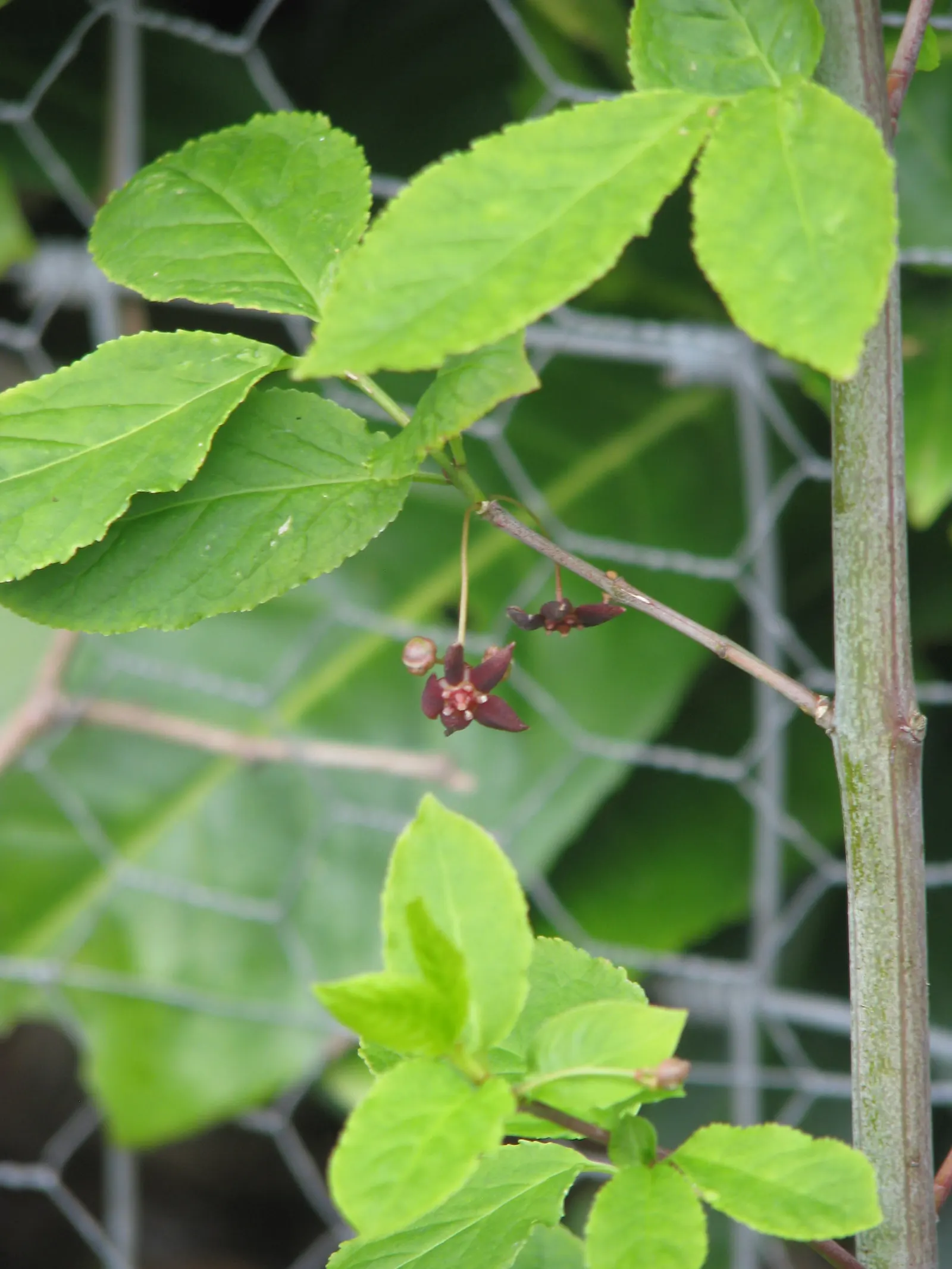 Western Burning Bush (Euonymus Occidentalis) — These fruits can add winter interest to the landscape and may also attract birds.<br><br>For optimal growth