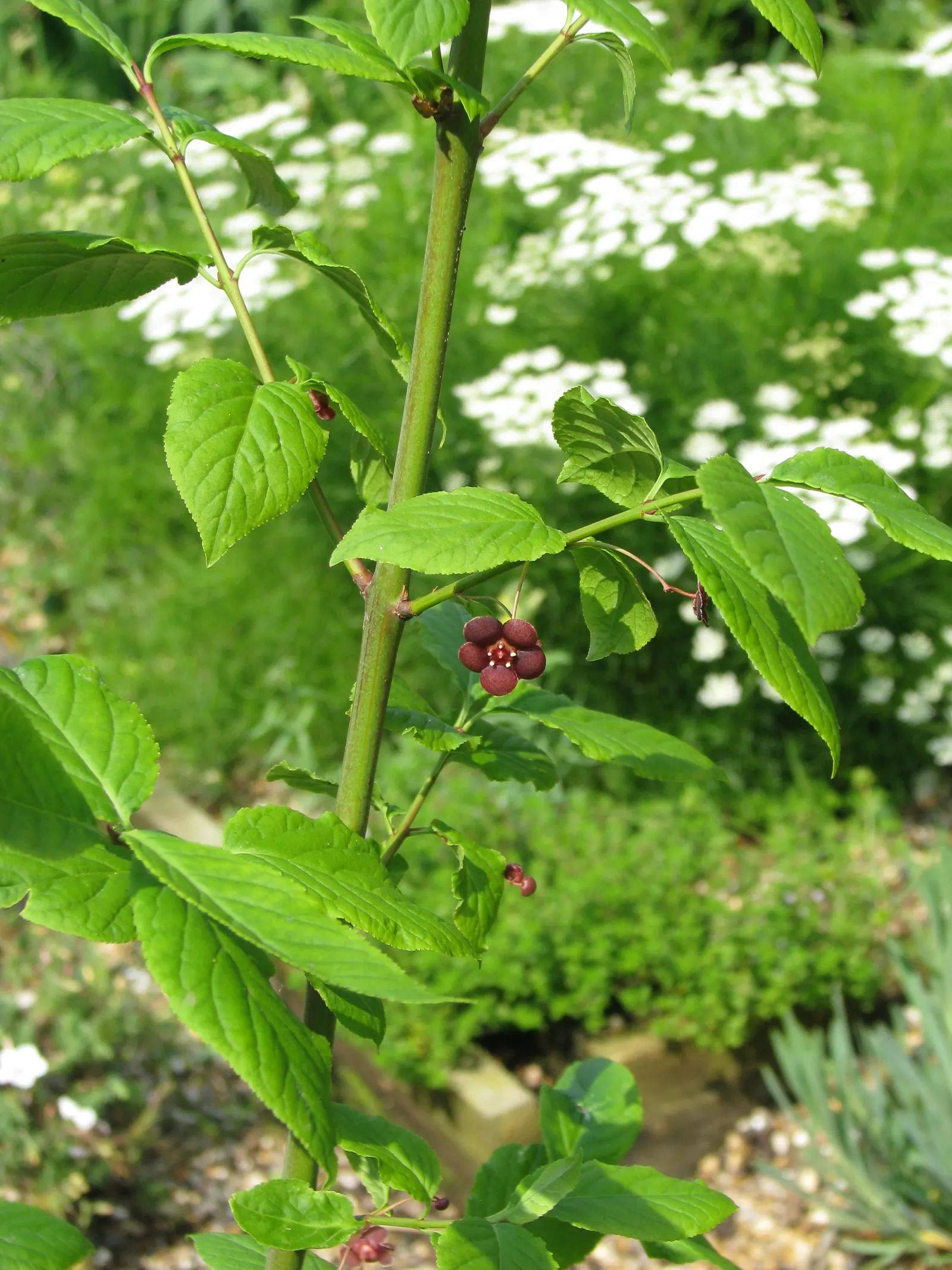 Western Burning Bush (Euonymus Occidentalis) — The Western Burning Bush can reach heights between 8 to 15 feet