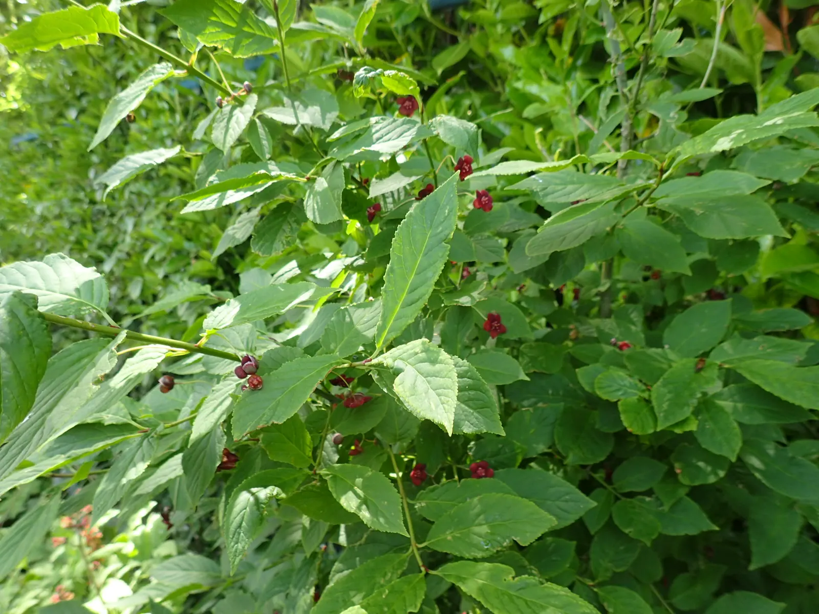 Western Burning Bush (Euonymus Occidentalis) — is a deciduous shrub native to the coastal regions of western North America