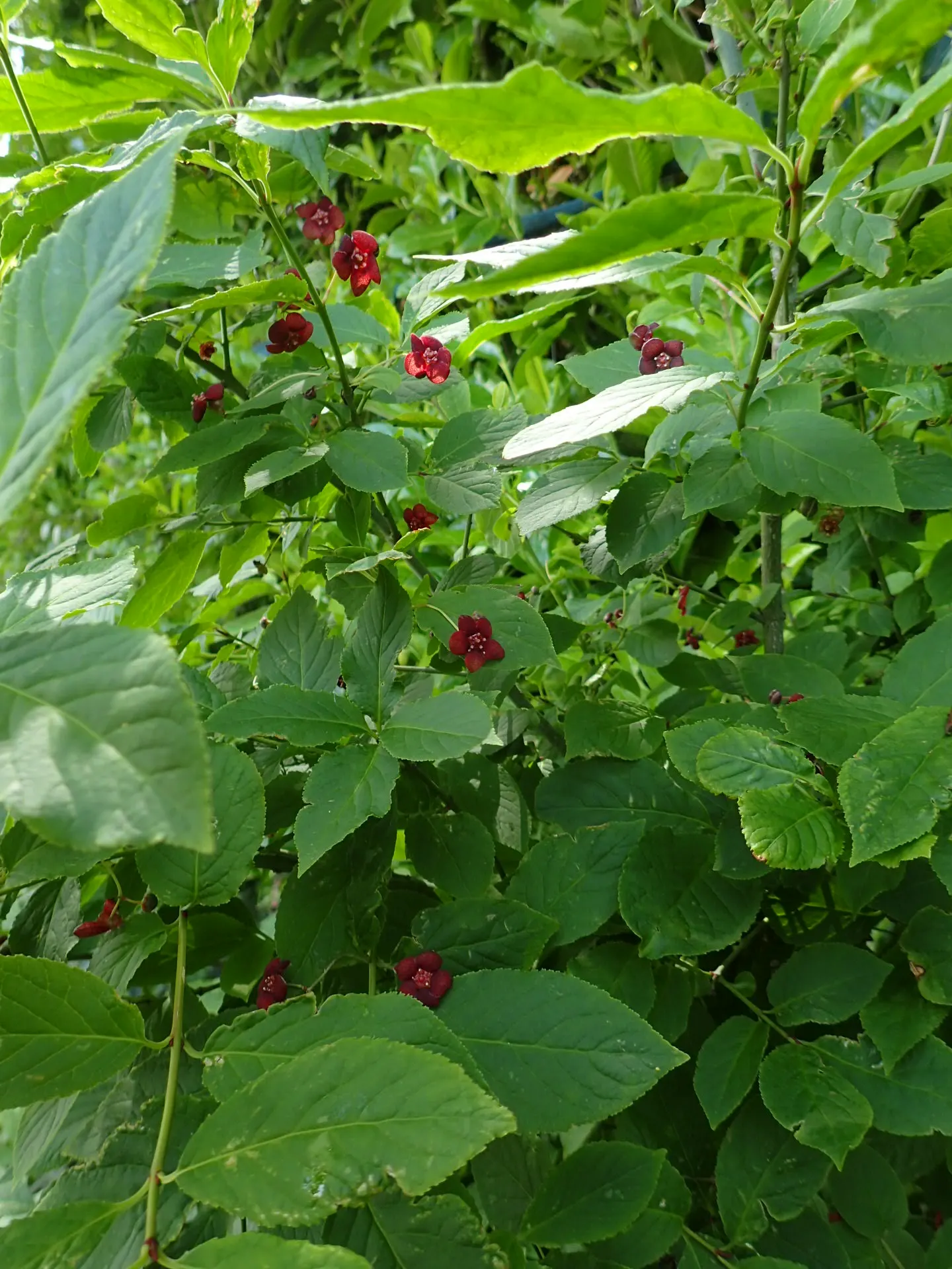 Western Burning Bush (Euonymus Occidentalis) — Prefers well-draining soil and full to partial sun