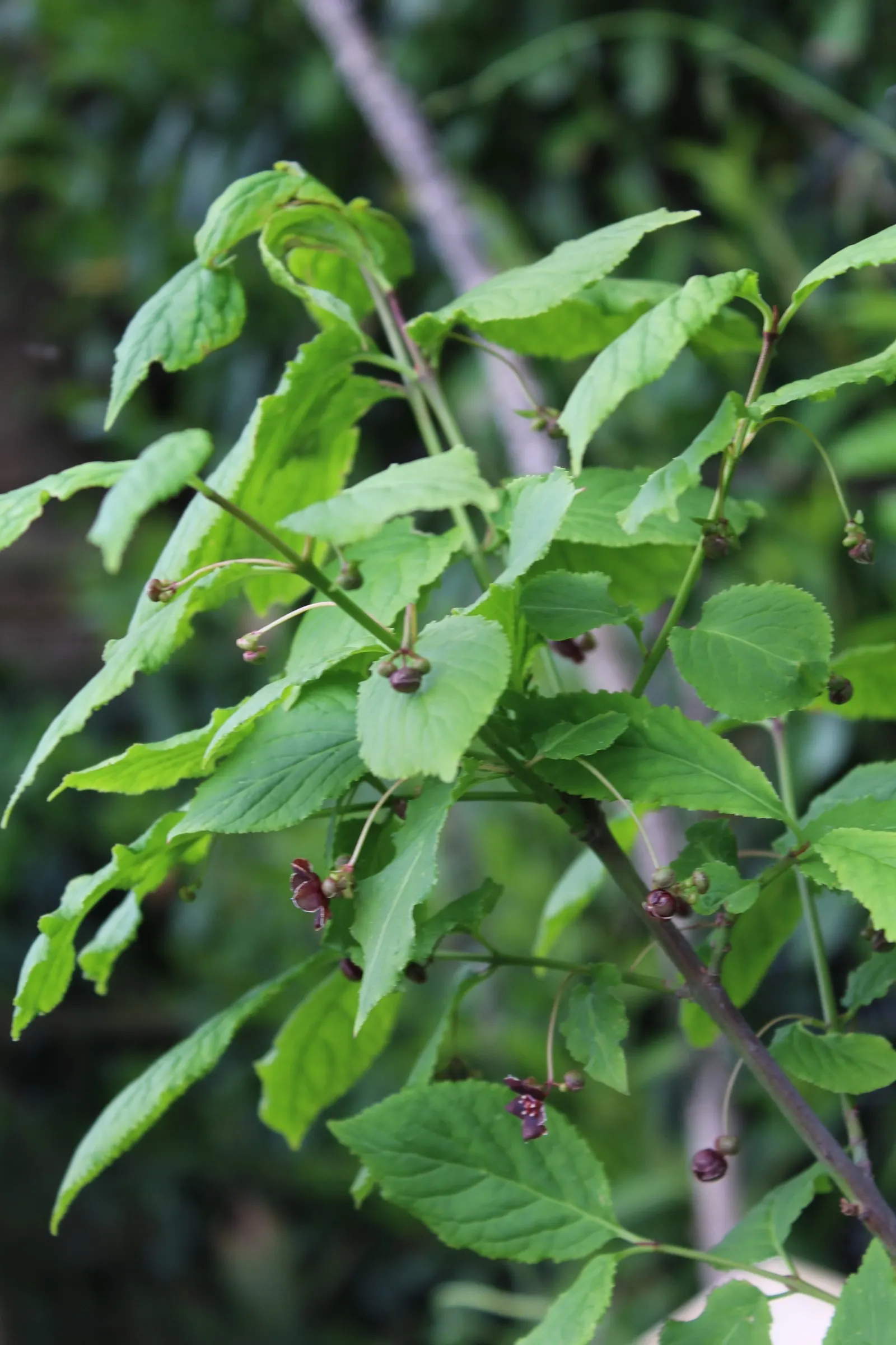 Western Burning Bush (Euonymus Occidentalis) — these leaves transform into a vibrant display of reds