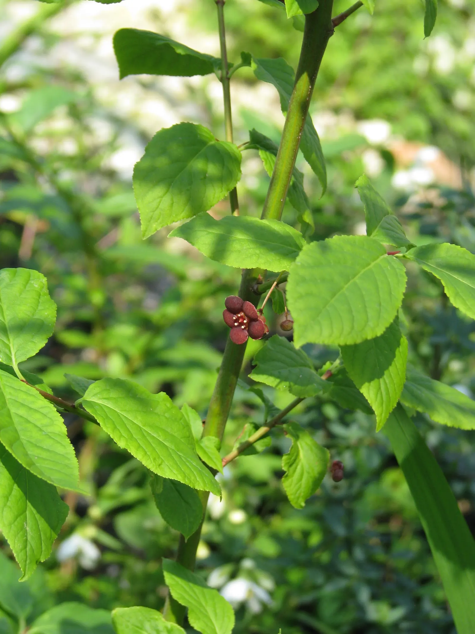 Western Burning Bush (Euonymus Occidentalis) — typically reaching 5-10 feet in height with a similar spread