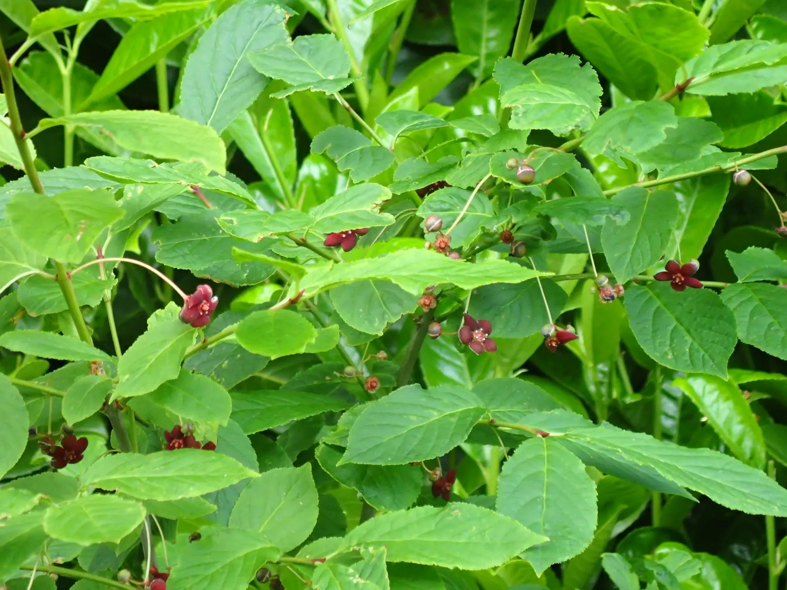 Western Burning Bush (Euonymus Occidentalis) — This shrub is a hardy choice