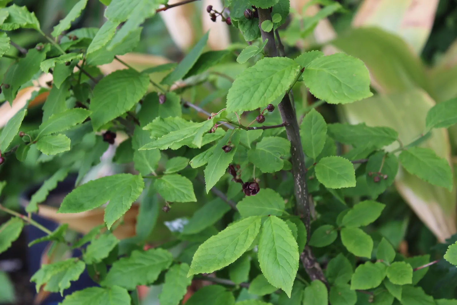 Western Burning Bush (Euonymus Occidentalis) — scientifically referred to as Euonymus occidentalis
