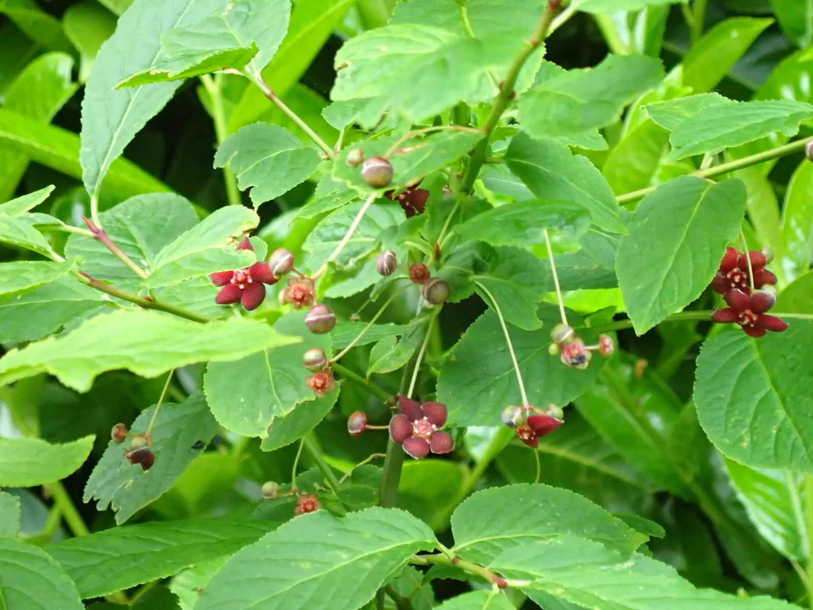 Western Burning Bush (Euonymus Occidentalis) — which makes it suitable for a range of garden designs