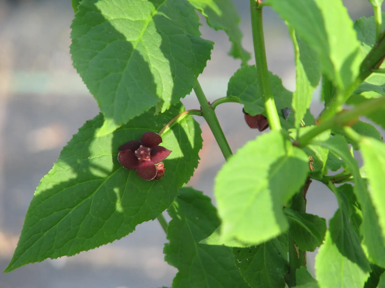 Western Burning Bush (Euonymus Occidentalis) — Small green flowers mature to reddish capsules, attracting birds