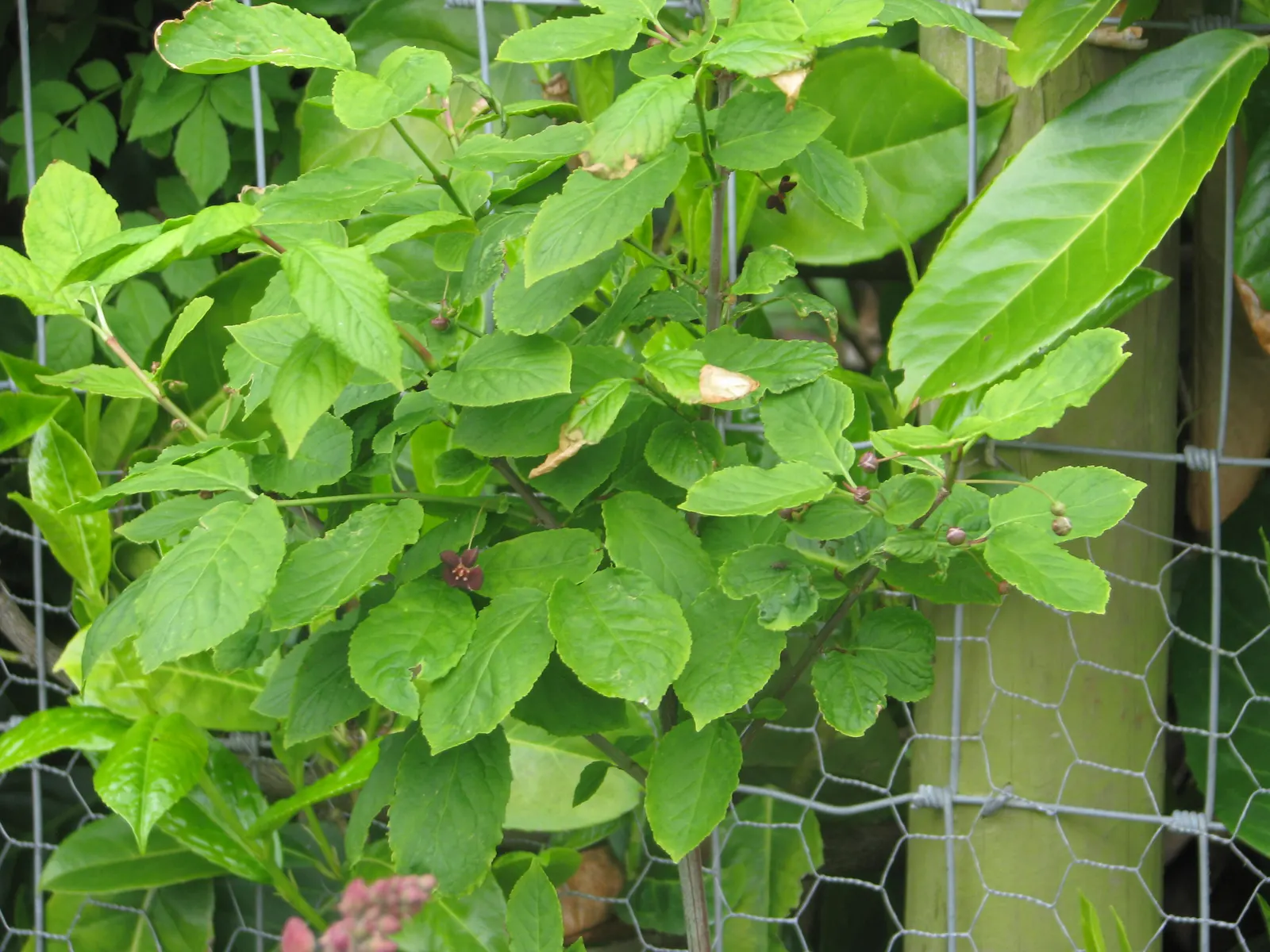 Western Burning Bush (Euonymus Occidentalis) — Western Burning Bush (Euonymus occidentalis) is a deciduous North American native