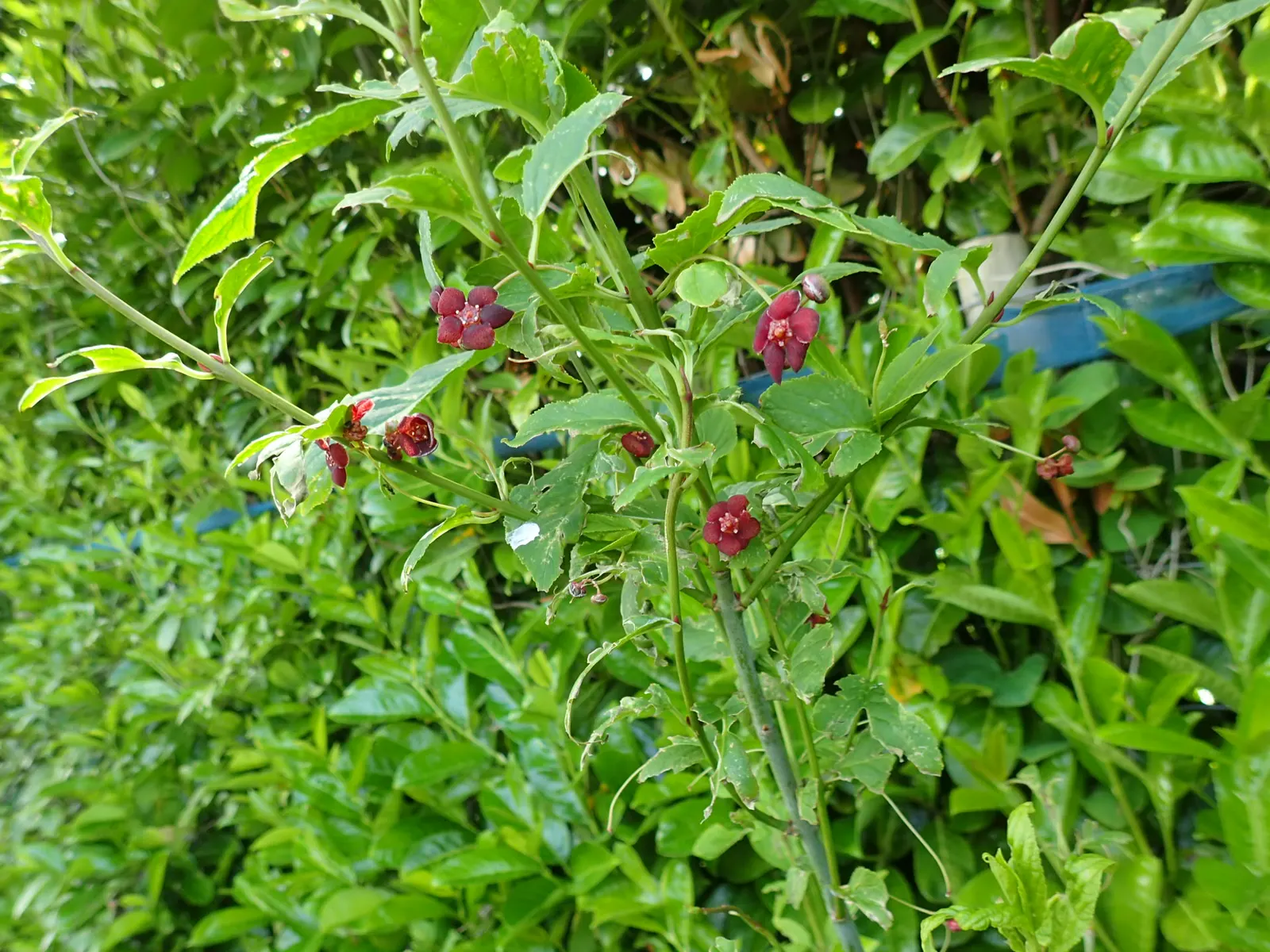 Western Burning Bush (Euonymus Occidentalis) — Regular watering is necessary
