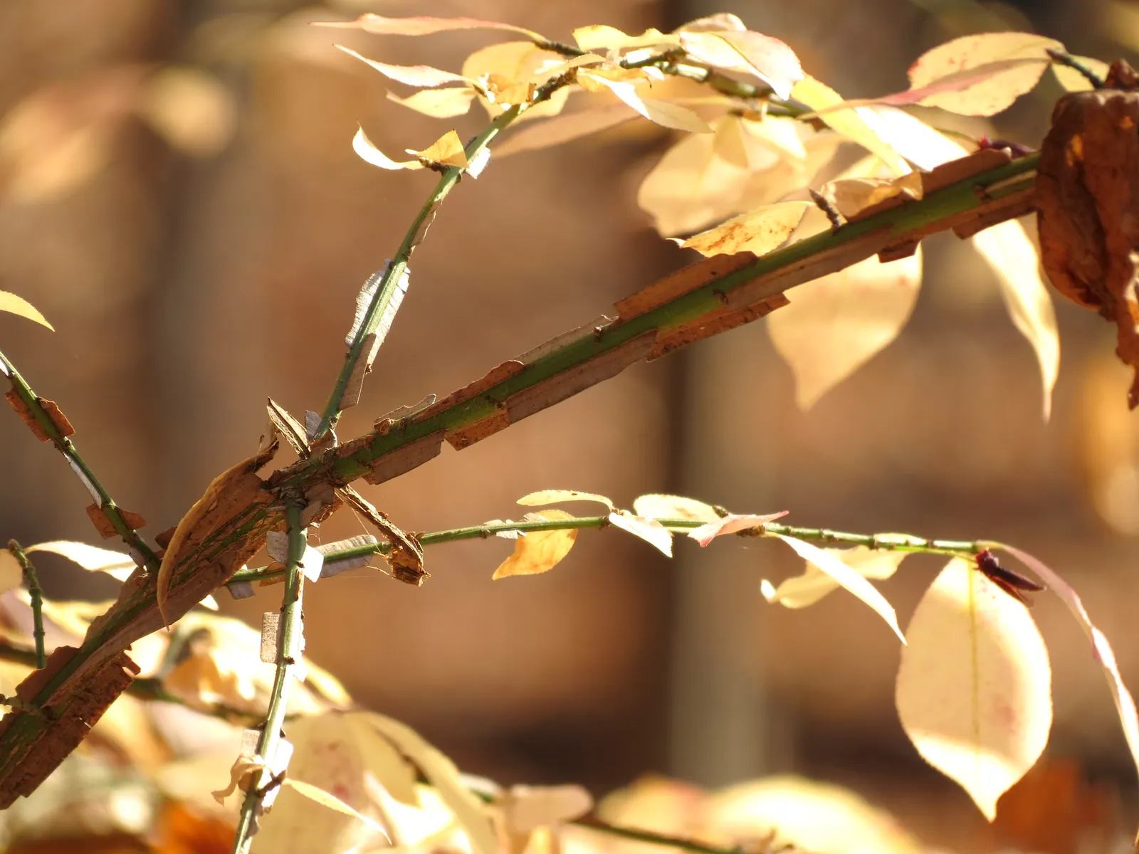 Western Burning Bush (Euonymus Occidentalis) — which are followed by a fruit that opens to reveal seeds with a striking