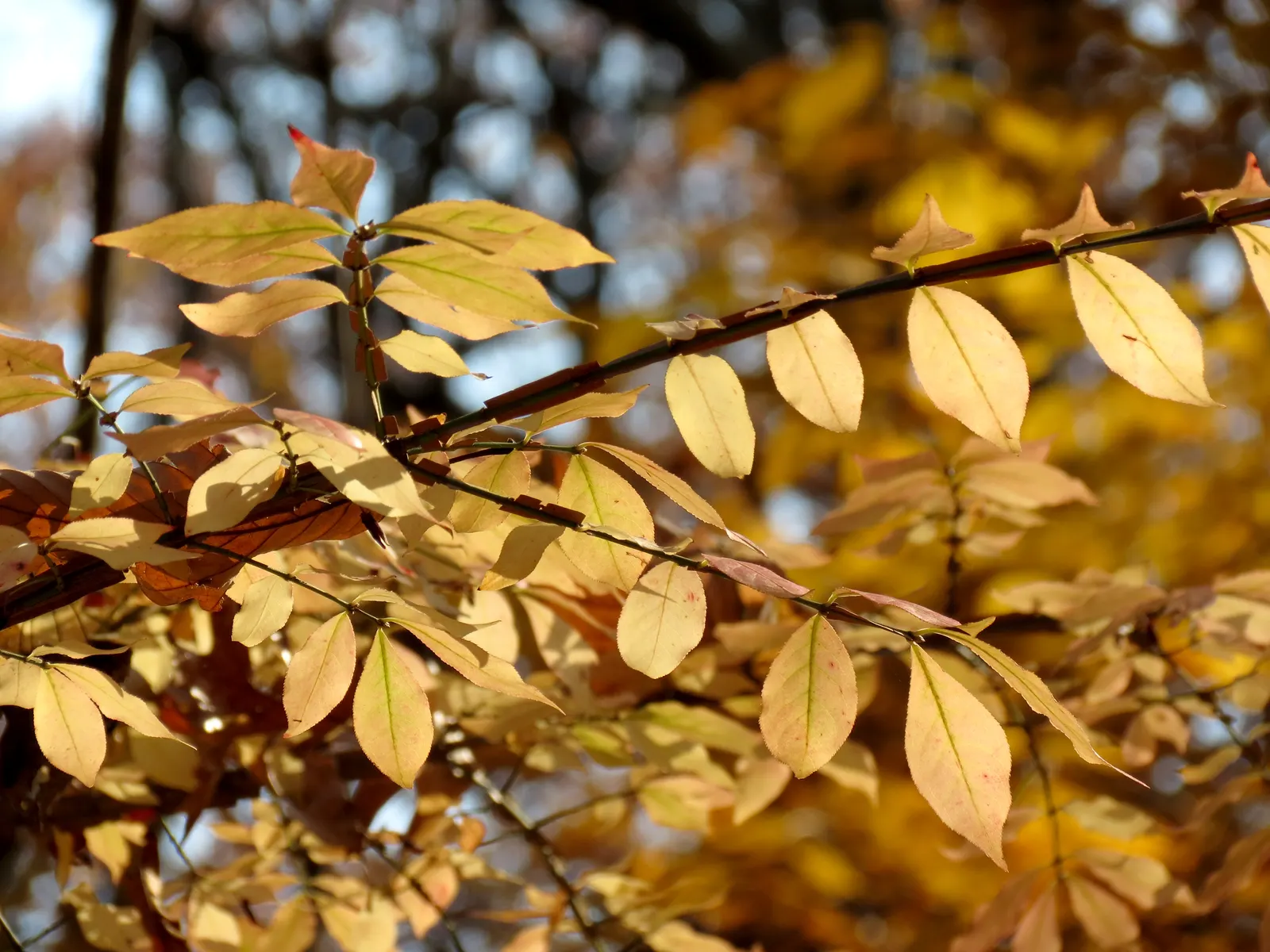 Western Burning Bush (Euonymus Occidentalis) — able to adapt to many conditions