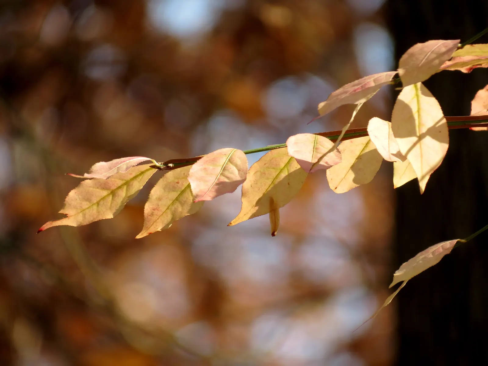 Western Burning Bush (Euonymus Occidentalis) — Renowned for its striking fall foliage