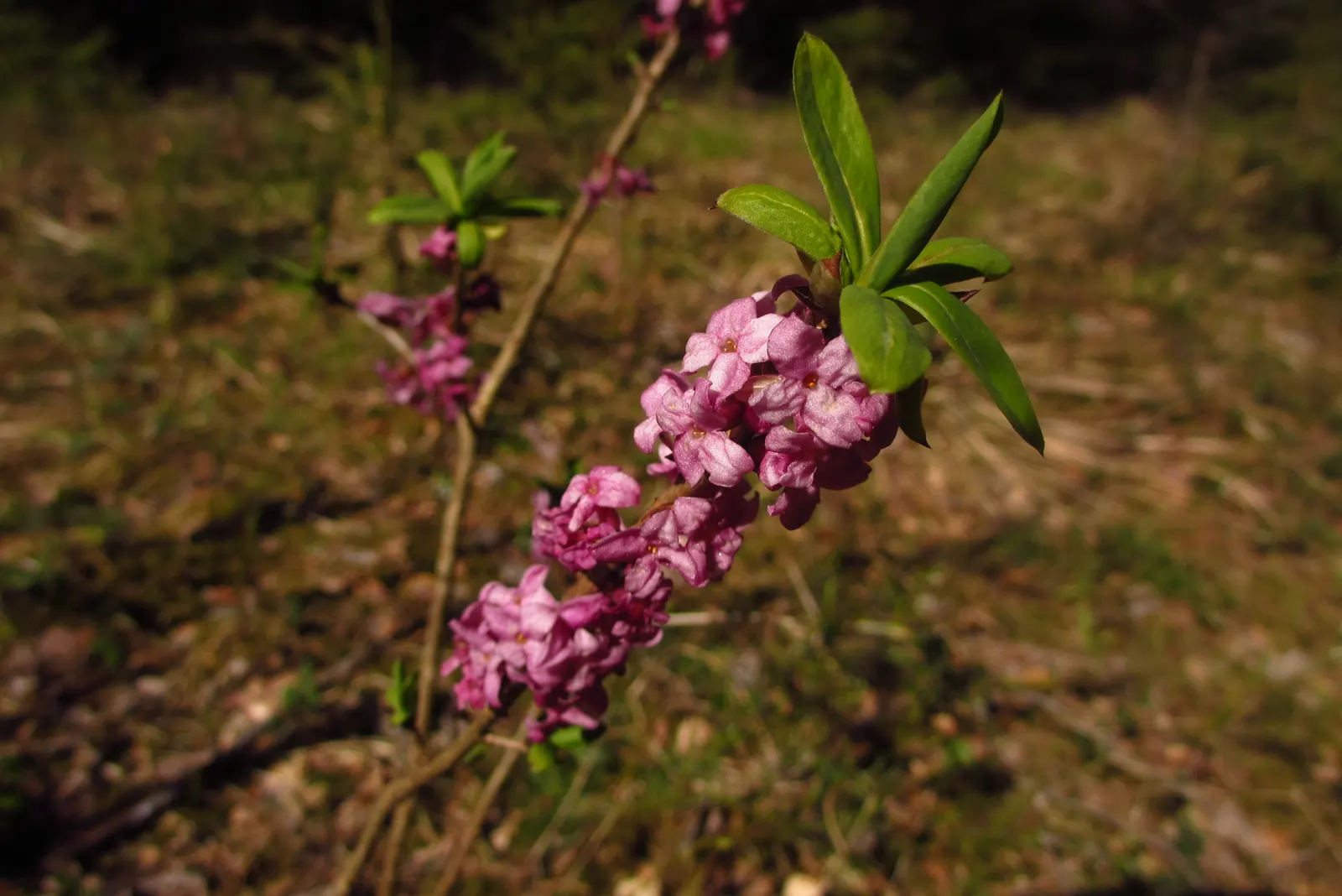 February Daphne (Daphne Mezereum) — it's also ideal for planting near patios and walkways where its scent can be appreciated; measuring up to 3 inches long