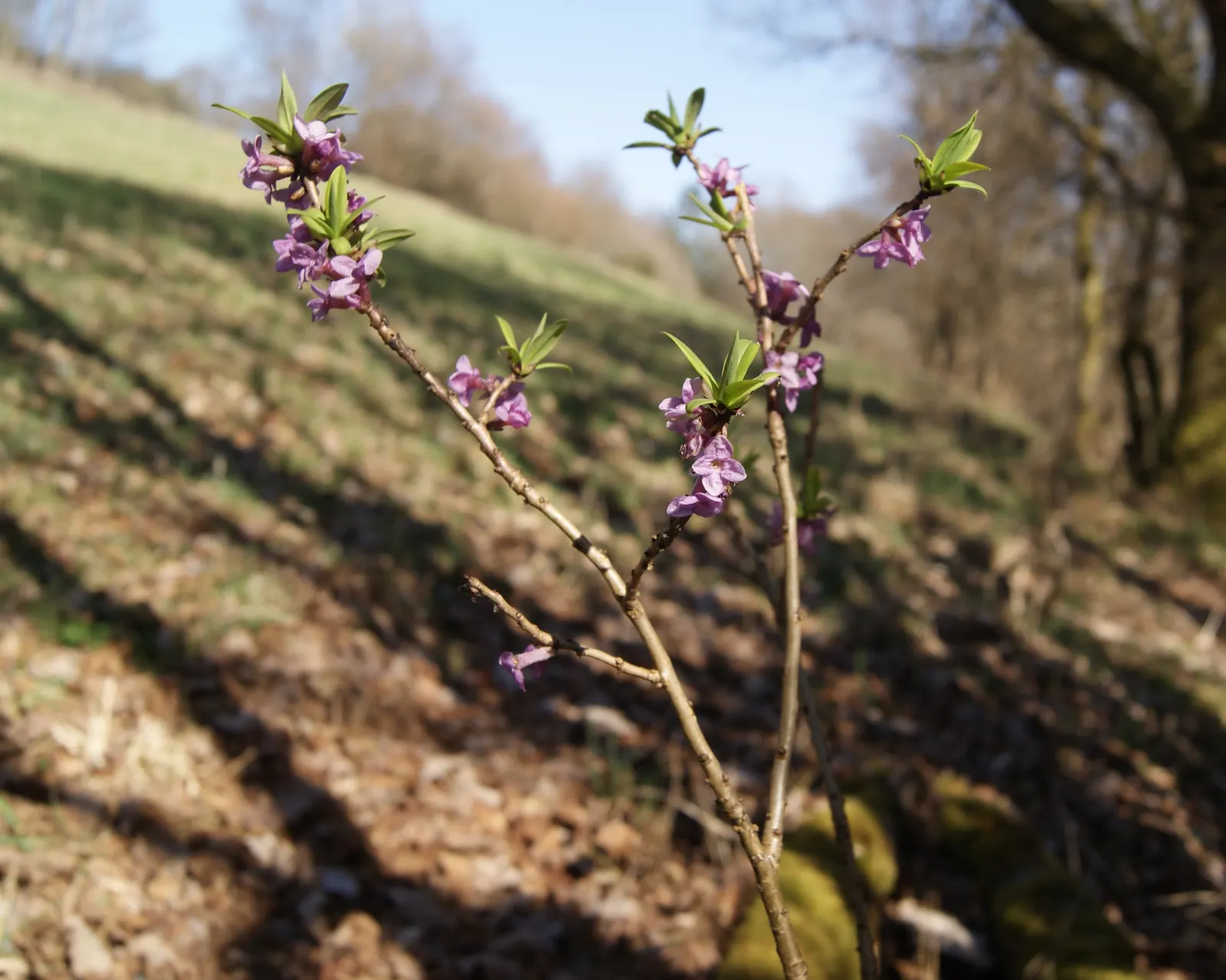 February Daphne (Daphne Mezereum) — the plant bears attractive; pink flowers in the garden, image 67