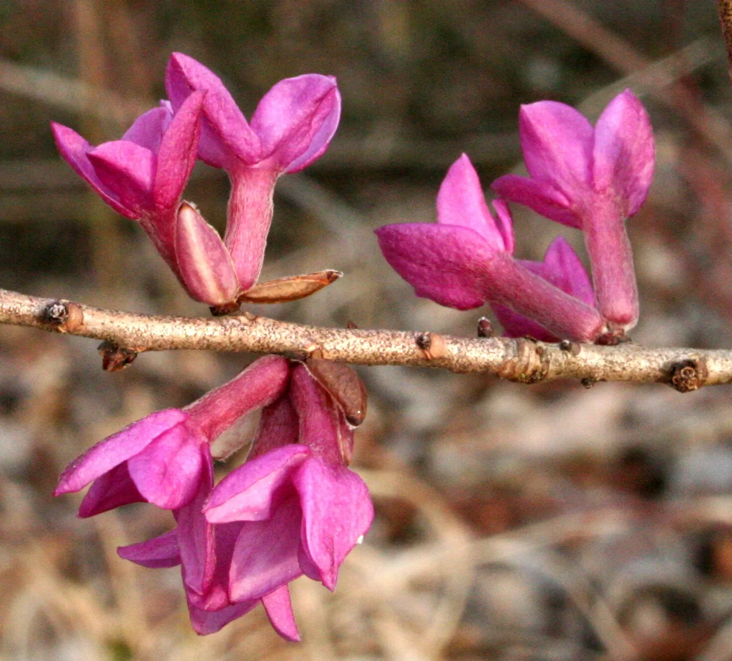 February Daphne (Daphne Mezereum) — Caution: all parts are toxic upon ingestion; shrub with pink blooms, image 56