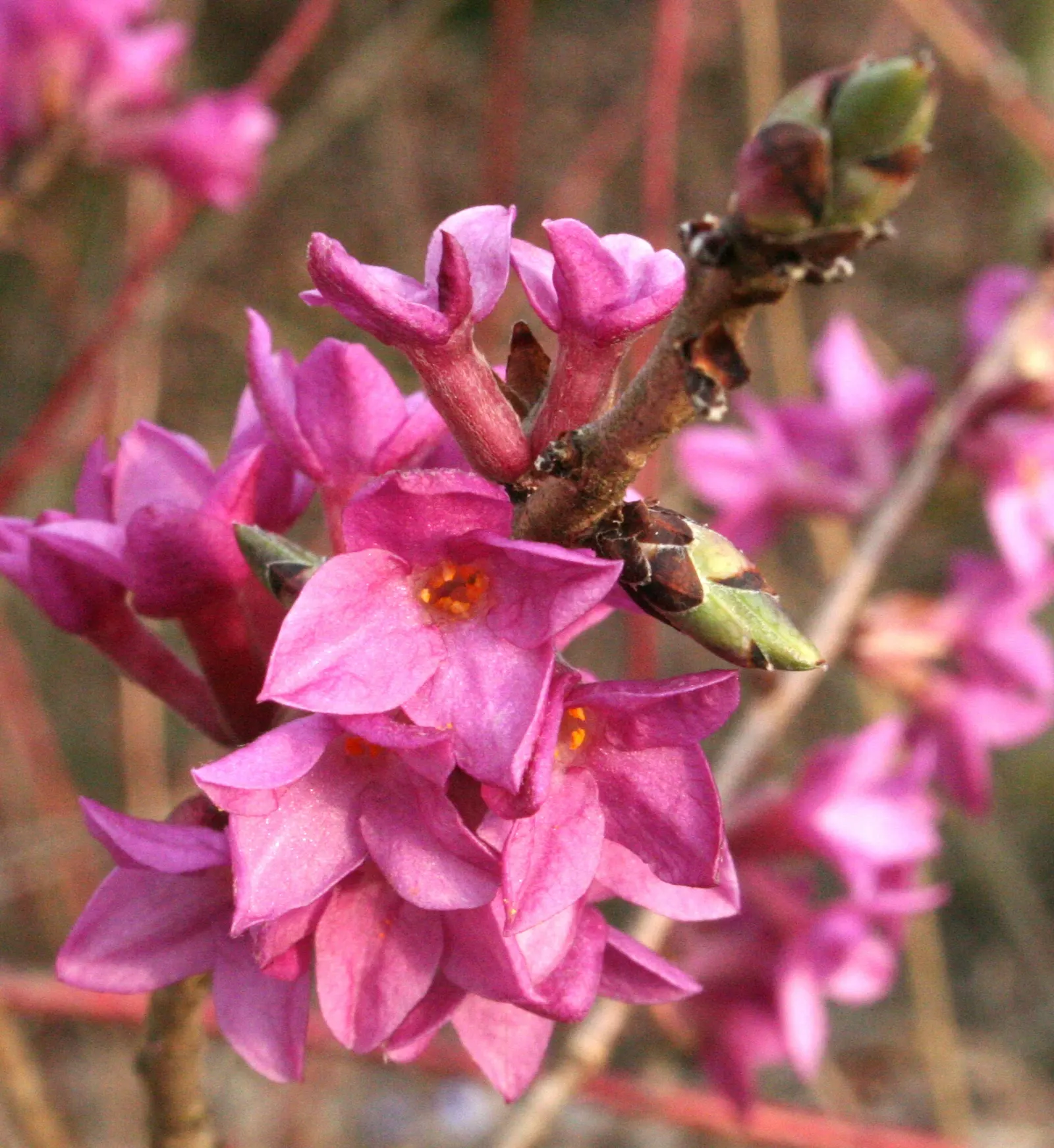 February Daphne (Daphne Mezereum) — <br><br>A standout feature of Daphne mezereum is its profusion of pink to light purple flowers; the plant bears attractive