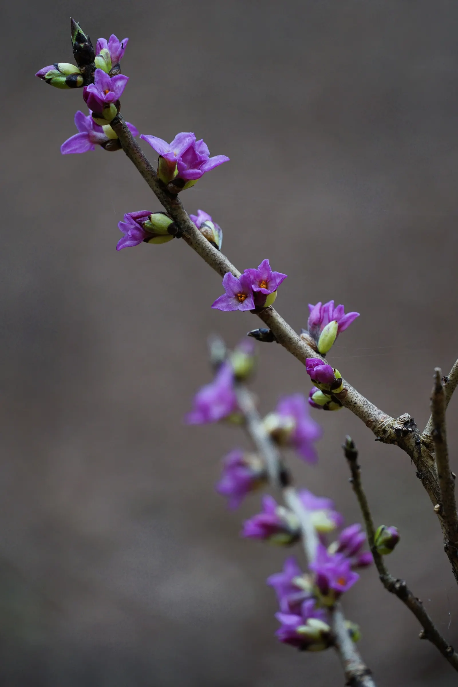 February Daphne (Daphne Mezereum) — the plant bears attractive; pink flowers in the garden, image 93