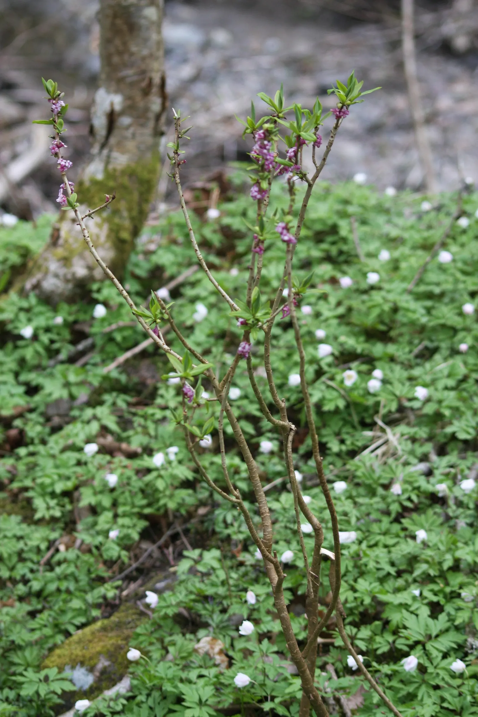 February Daphne (Daphne Mezereum) — February Daphne (Daphne mezereum); caution: all parts are toxic upon ingestion, image 53
