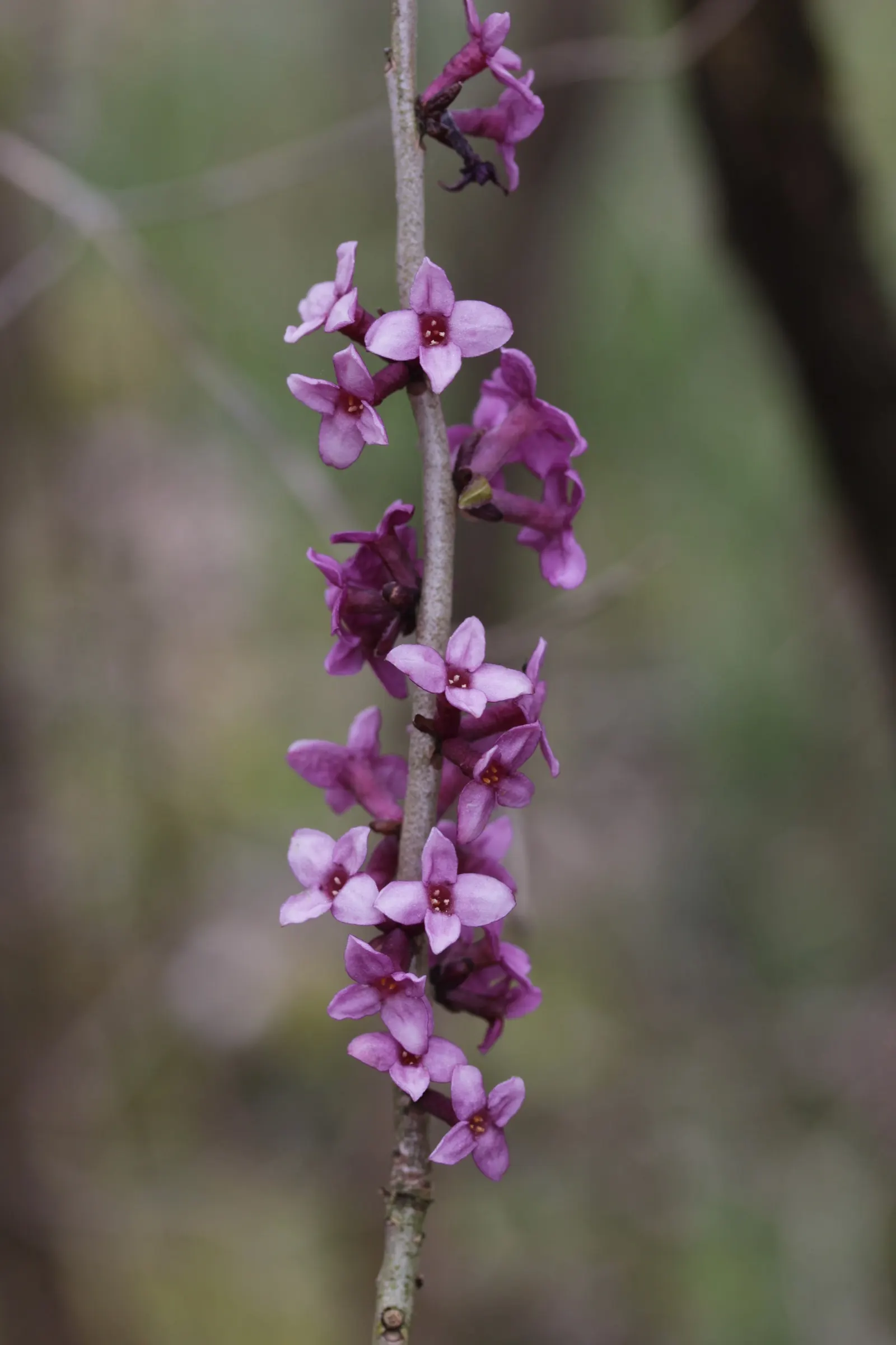 February Daphne (Daphne Mezereum) — Moderate watering is necessary; shrub for half
